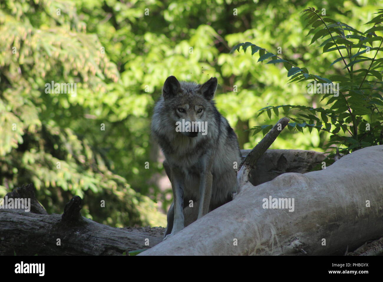 Mexikanische Grauer Wolf schauen von oben auf einen Stapel von Protokollen. Stockfoto