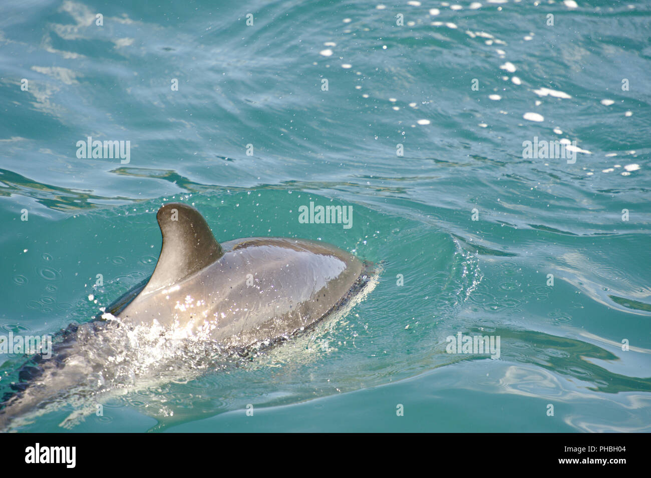 Dusky Dolphin spielen Stockfoto