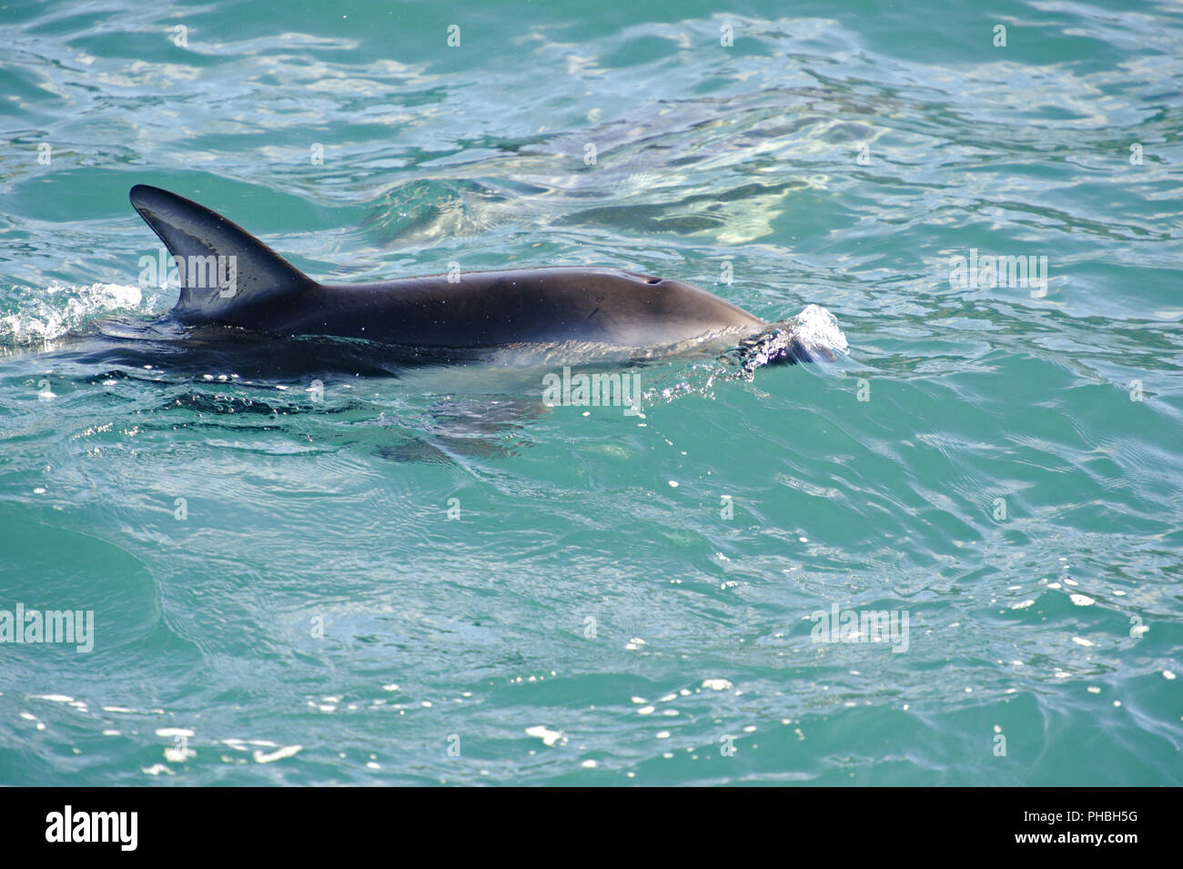 Dusky Dolphin spielen Stockfoto