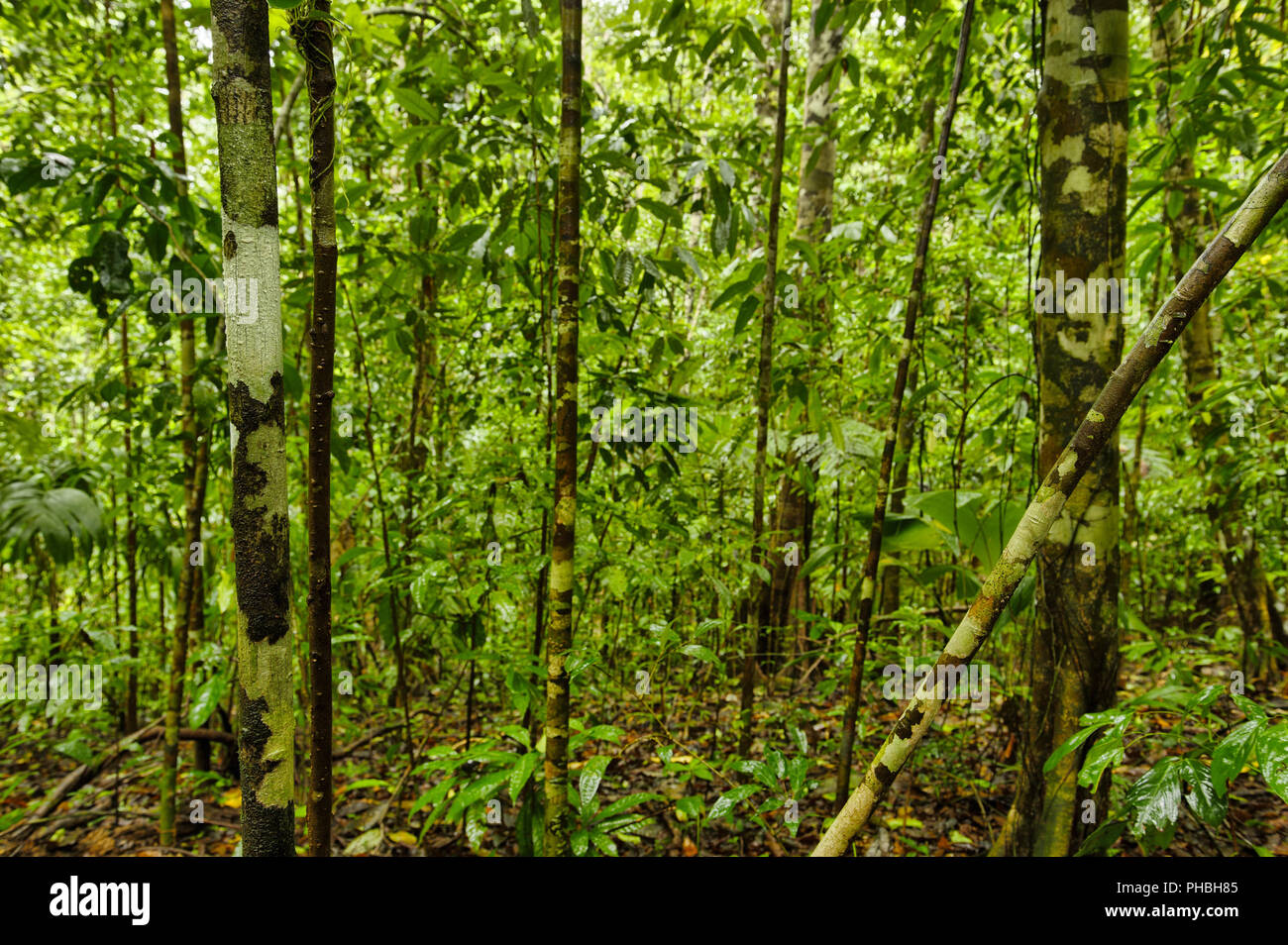 Bosque del Cabo Regenwald, Costa Rica Stockfoto