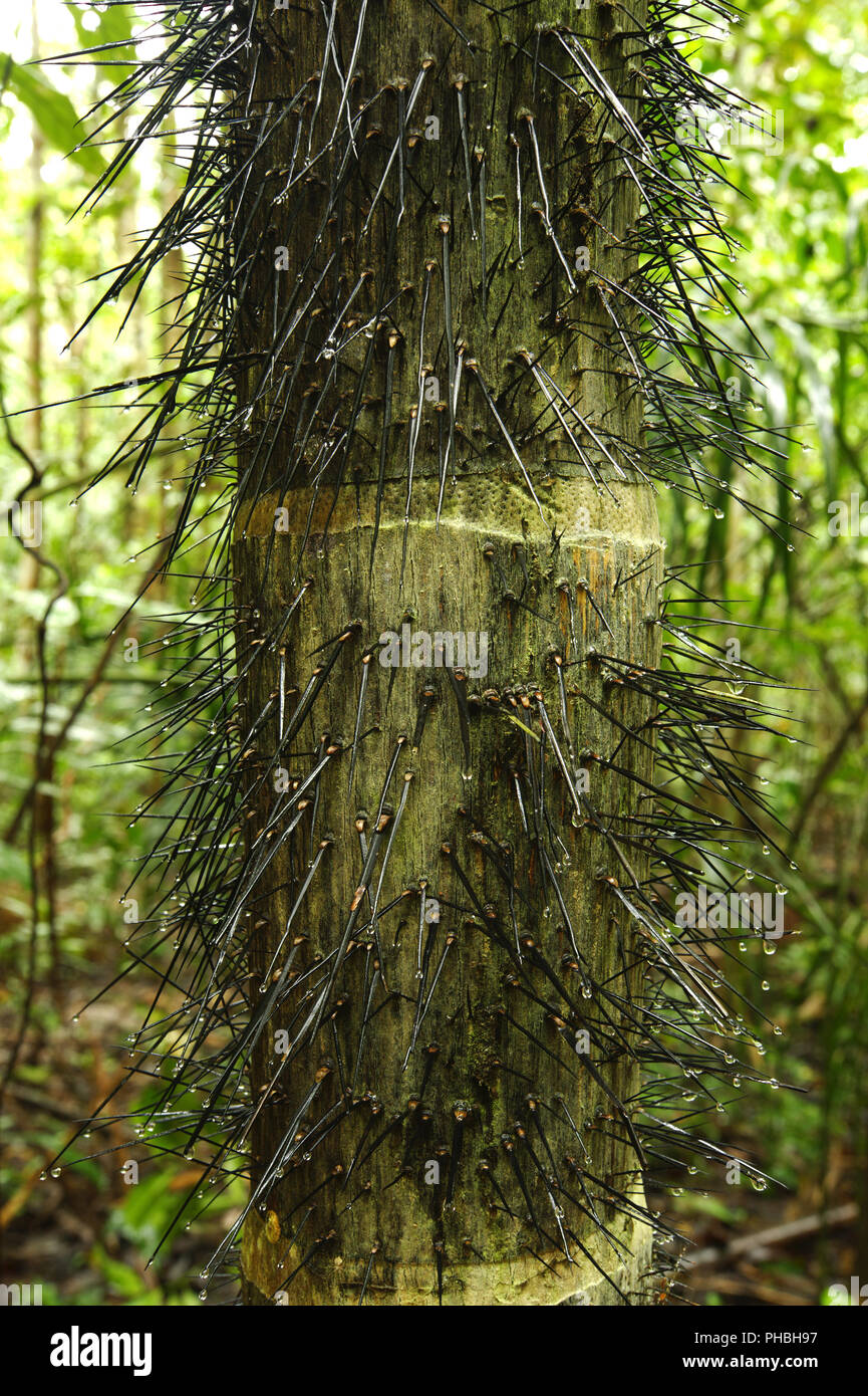 Teufelskreis Baum, Costa Rica Stockfoto