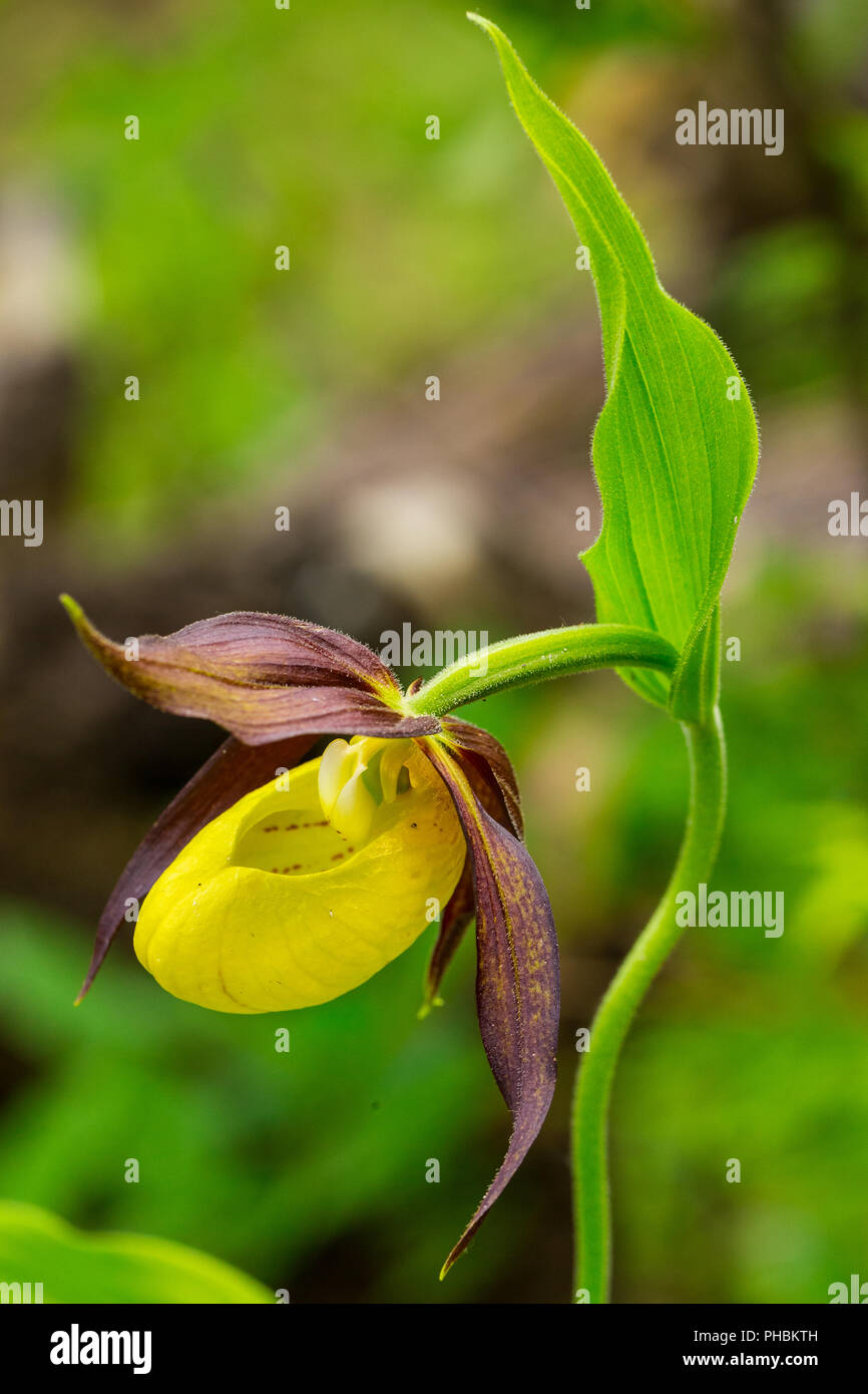 Cypripedium calceolus, Frauenschuh Orchidee in der Natur. Close-up. Stockfoto