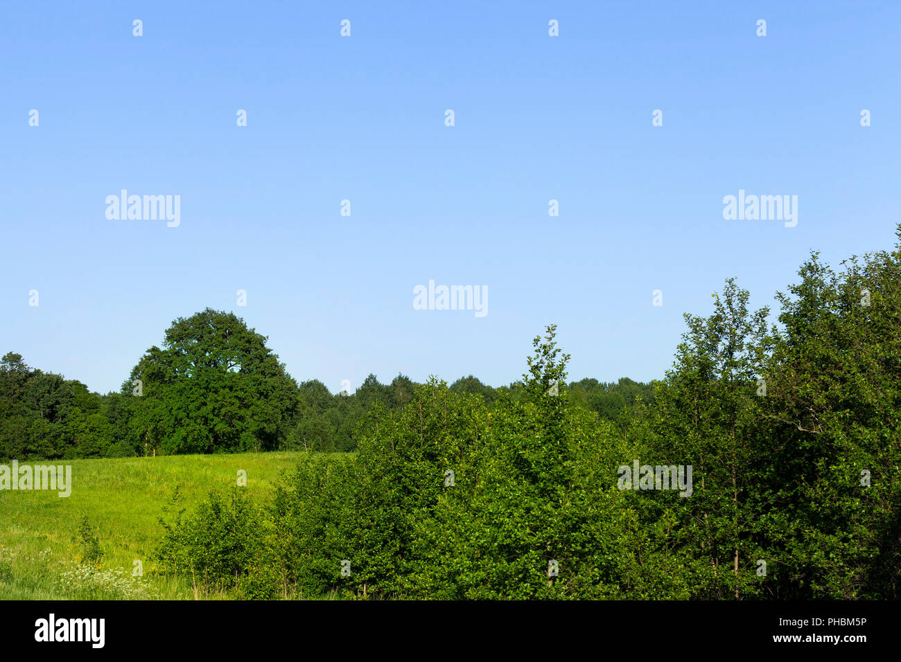 Gemischter Wald und Bäume wachsen auf dem grünen Gras überwuchert hügeliges Gelände, Sommer Landschaft Stockfoto