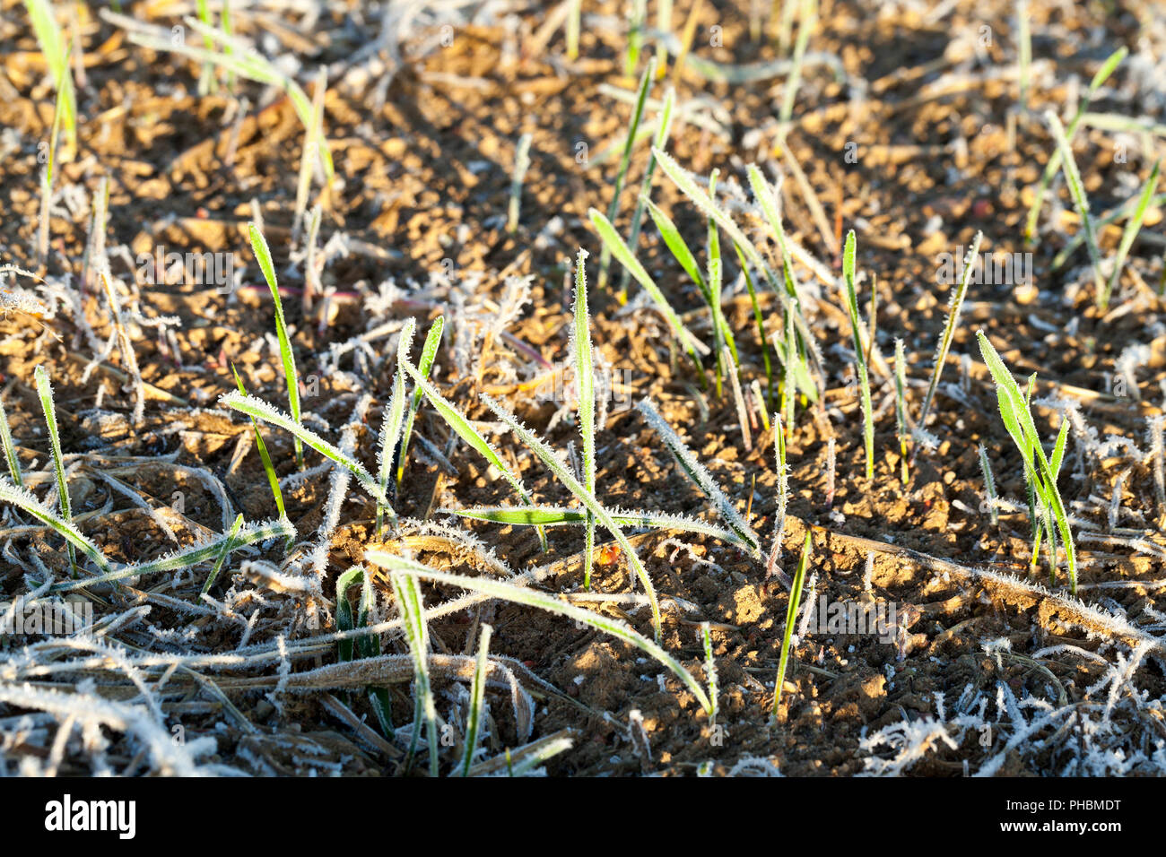 Landwirtschaft-Bereich während der ersten Frost. Grüne Triebe von Weizen mit Morgen Frost bedeckt und Nahaufnahme fotografiert. Herbstsaison. Geringe Tiefe von fi Stockfoto