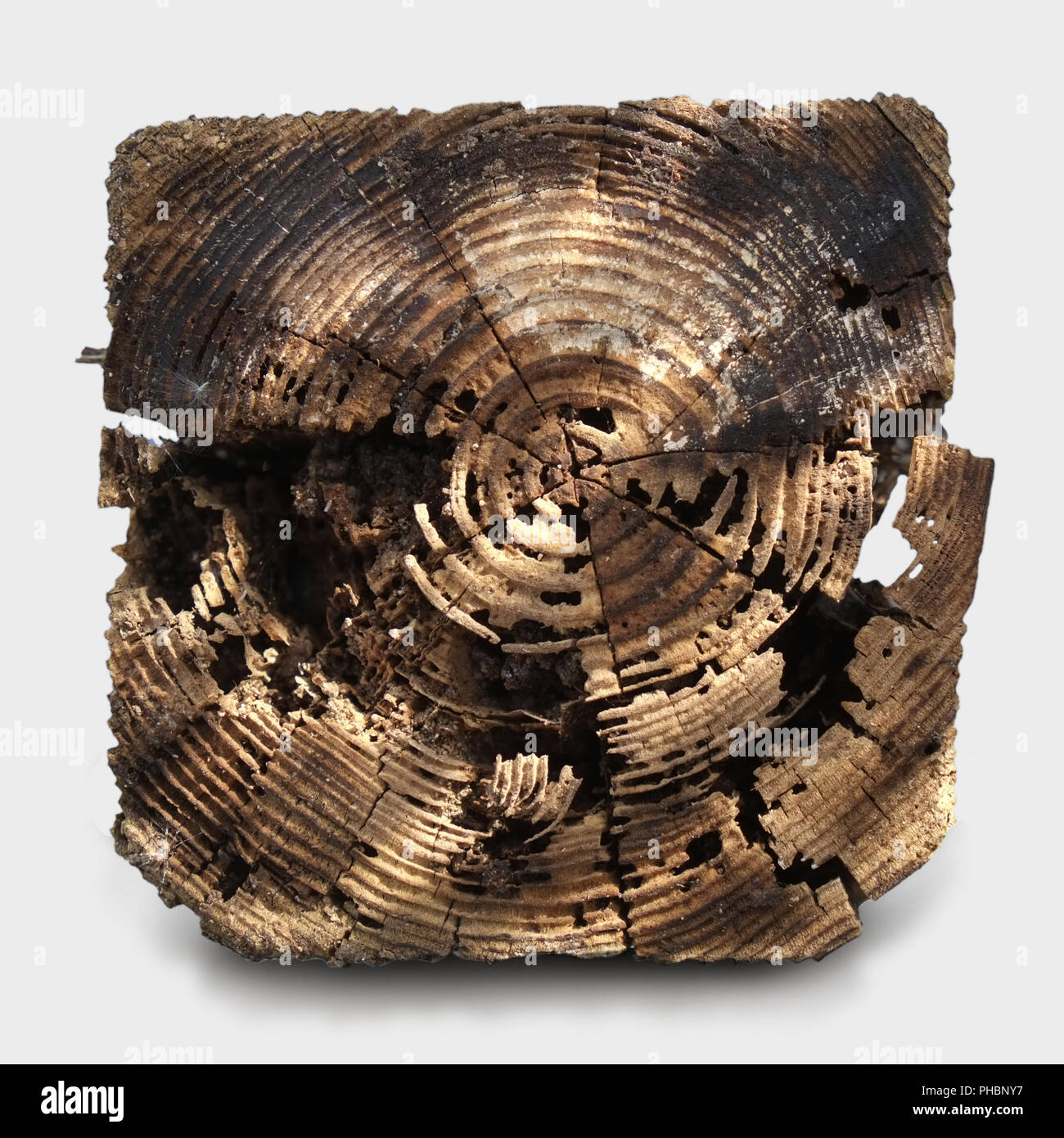 Verrottendes Holz Stockfoto