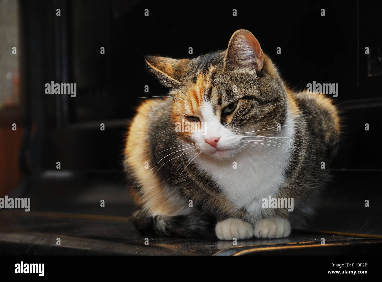 Dreifarbige Katze liegt auf dem Klavier Stockfoto