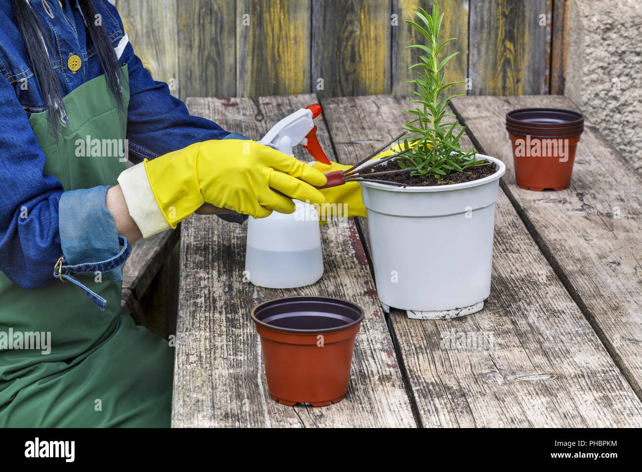 Weibliche Gärtner mit Töpfen in der Nähe von Tabelle Stockfoto