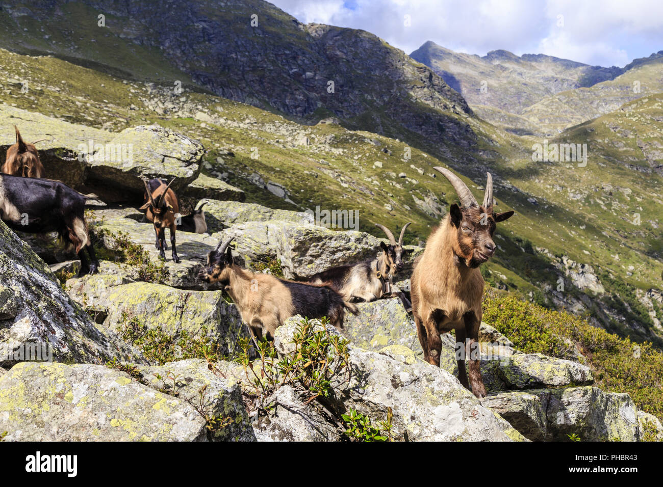 Ziegen in Spronser Tal in Südtirol, Italien Stockfoto