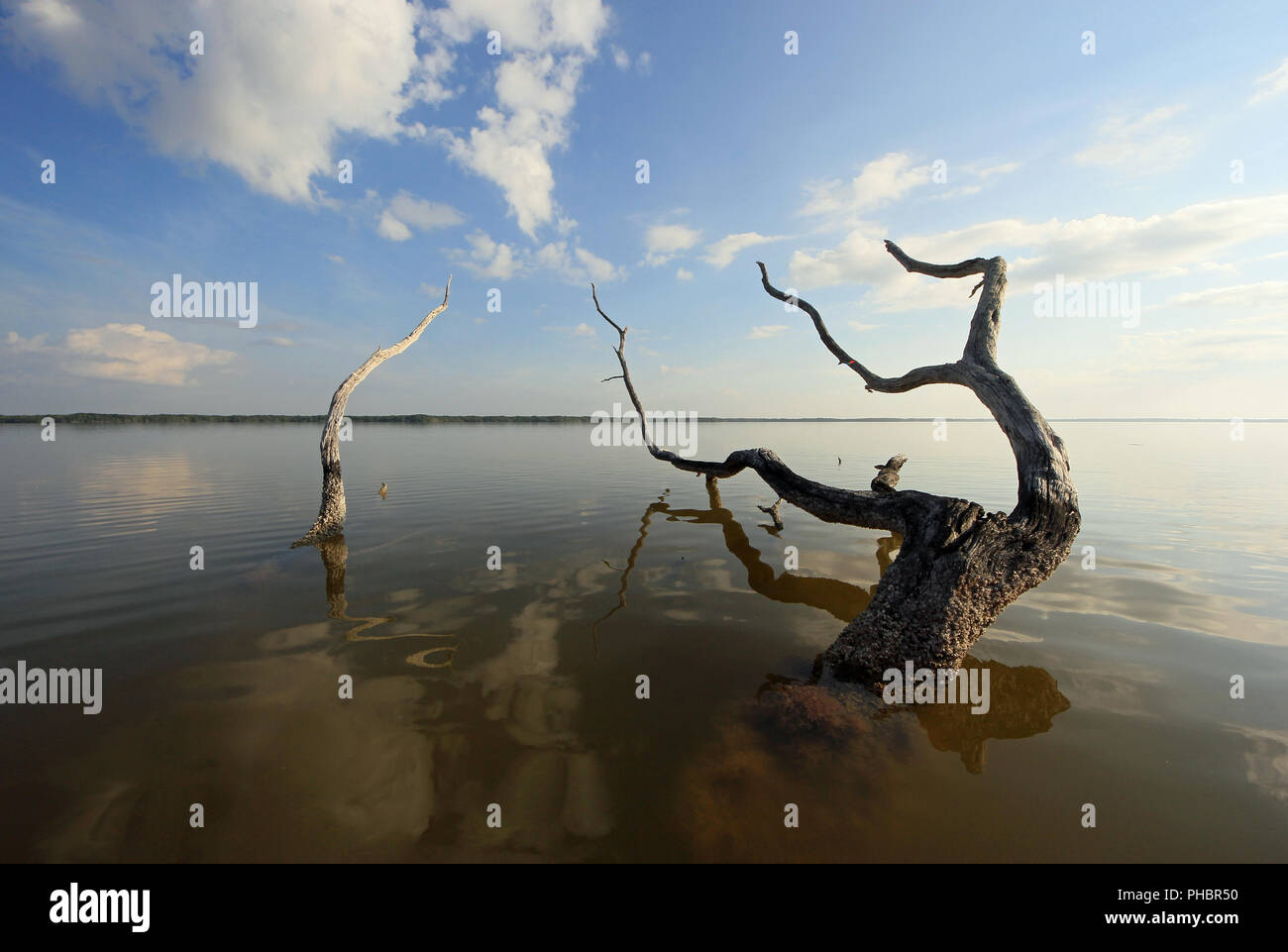 Red Mangrove Skelette oder baumstümpfe auf dem West See in den Everglades National Park, Florida. Stockfoto