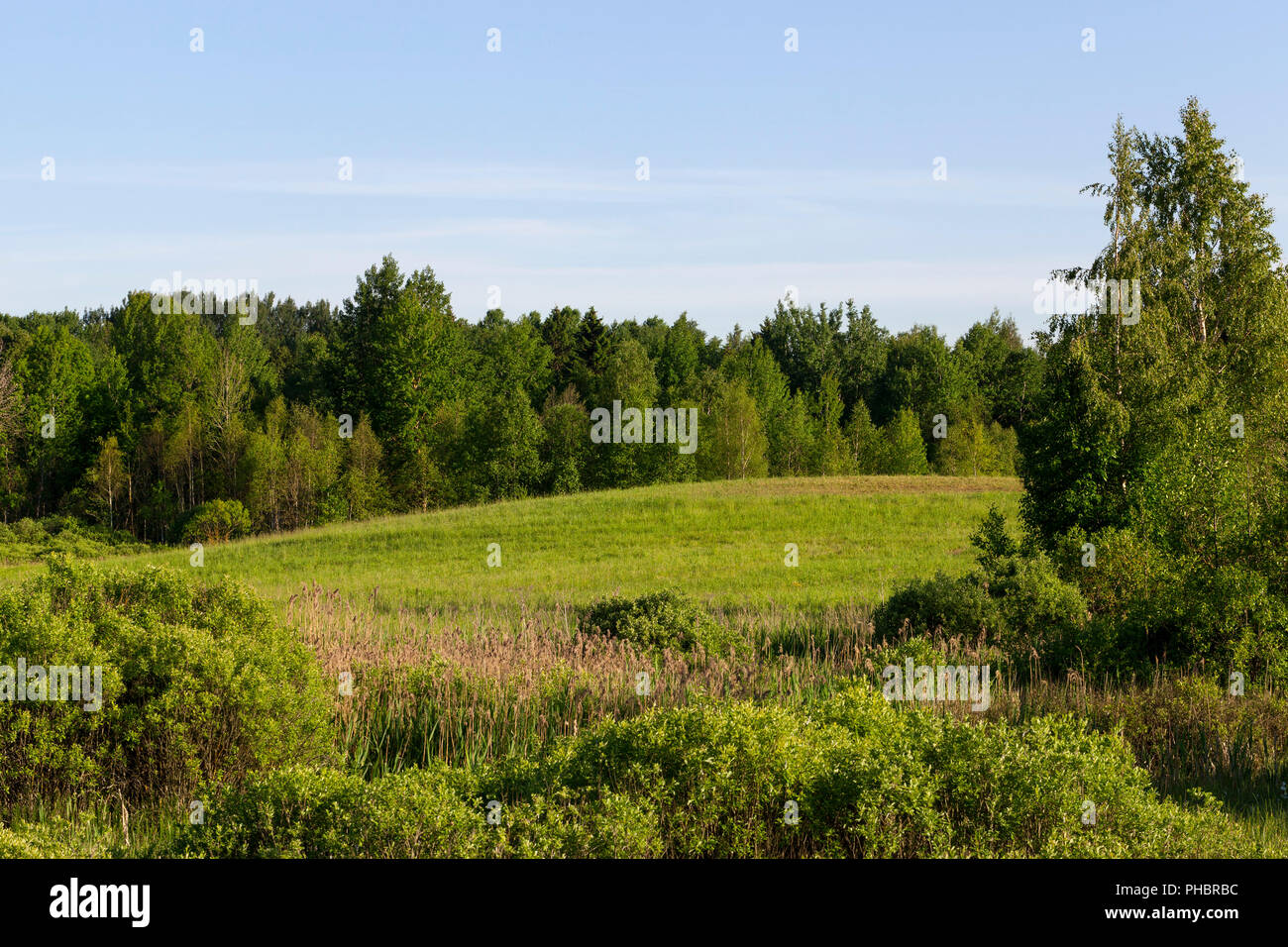 Gemischter Wald und Bäume wachsen auf dem grünen Gras überwuchert hügeliges Gelände, Sommer Landschaft Stockfoto