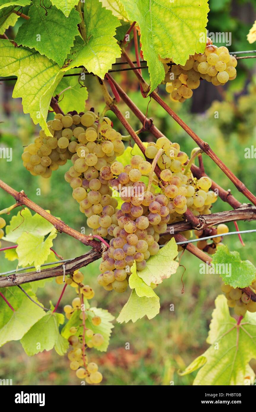 Pinot blanc Weißer Burgunder Stockfoto