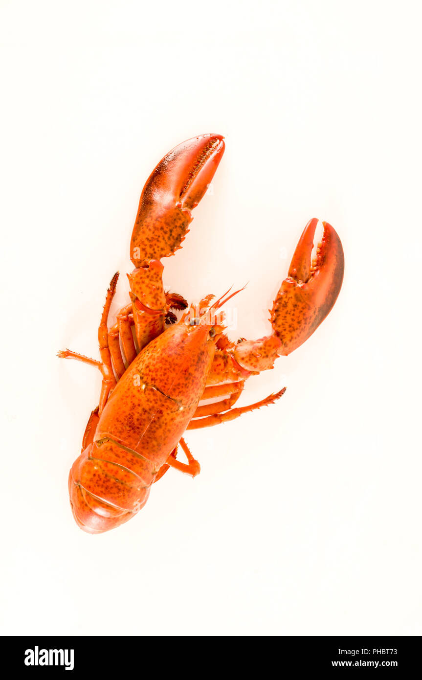 Lecker frisch gedünsteter lobster Stockfoto