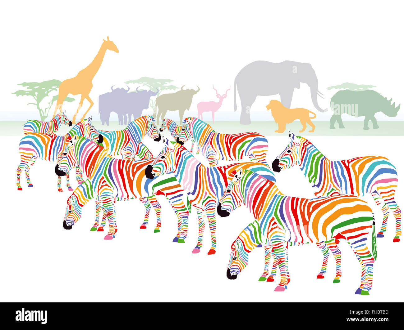 Bunte Zebras in der Savanne Stockfoto