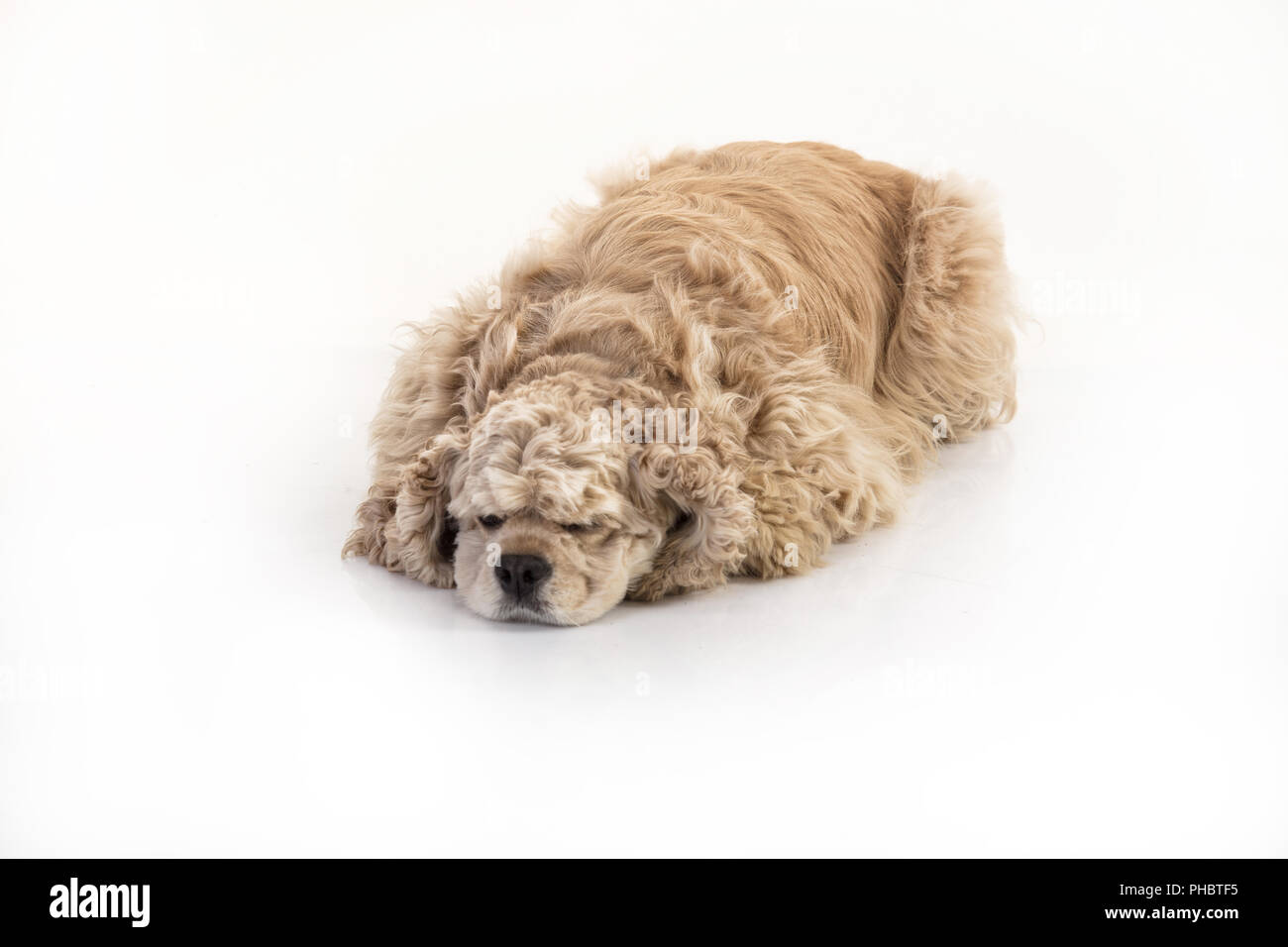 American Cocker Spaniel Stockfoto