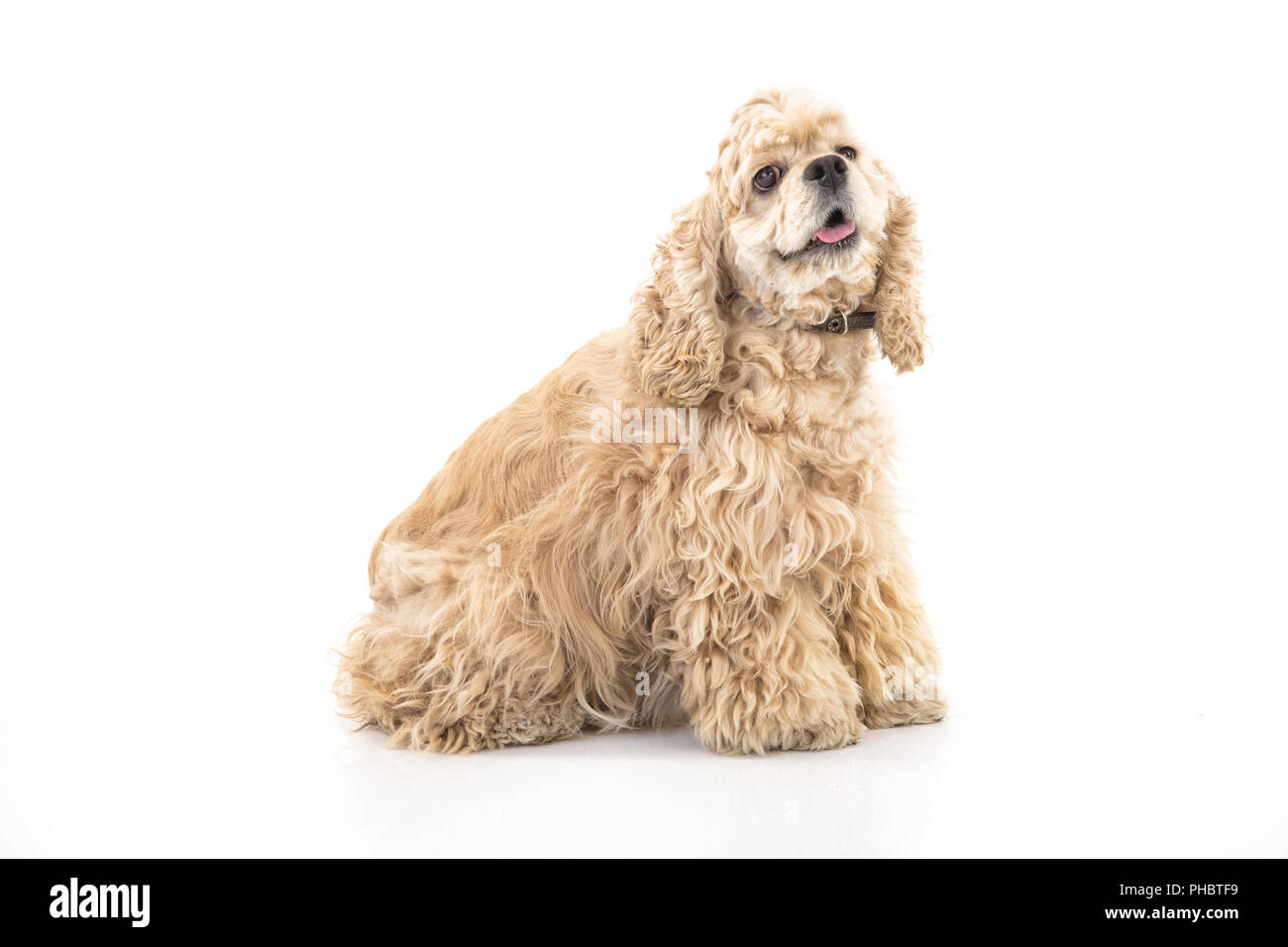 American Cocker Spaniel Stockfoto
