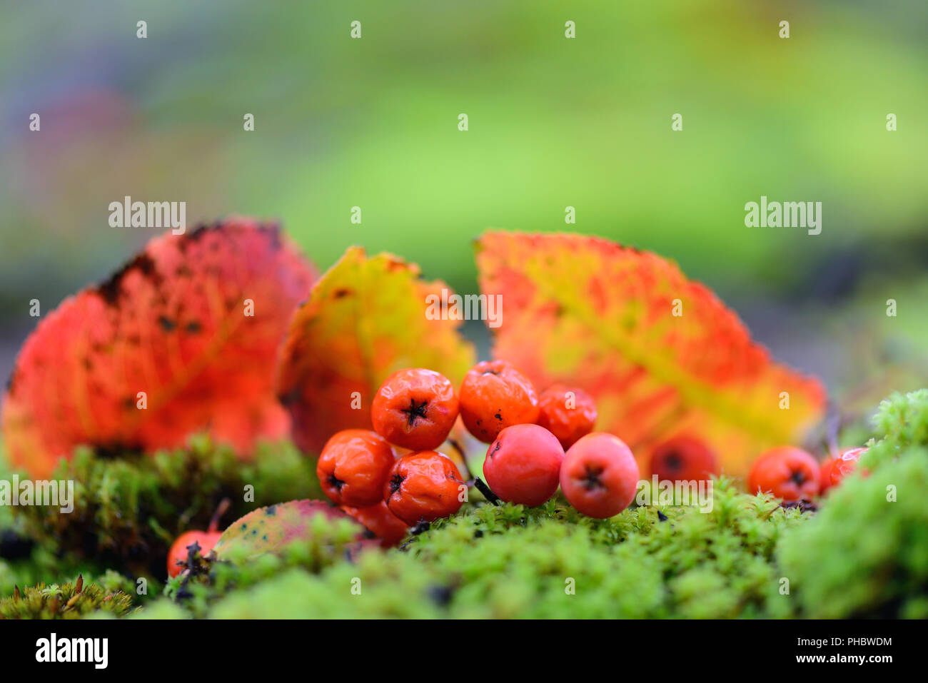 Vogelbeeren mit Herbstlaub auf Moos. Herbst Hintergrund Stockfoto