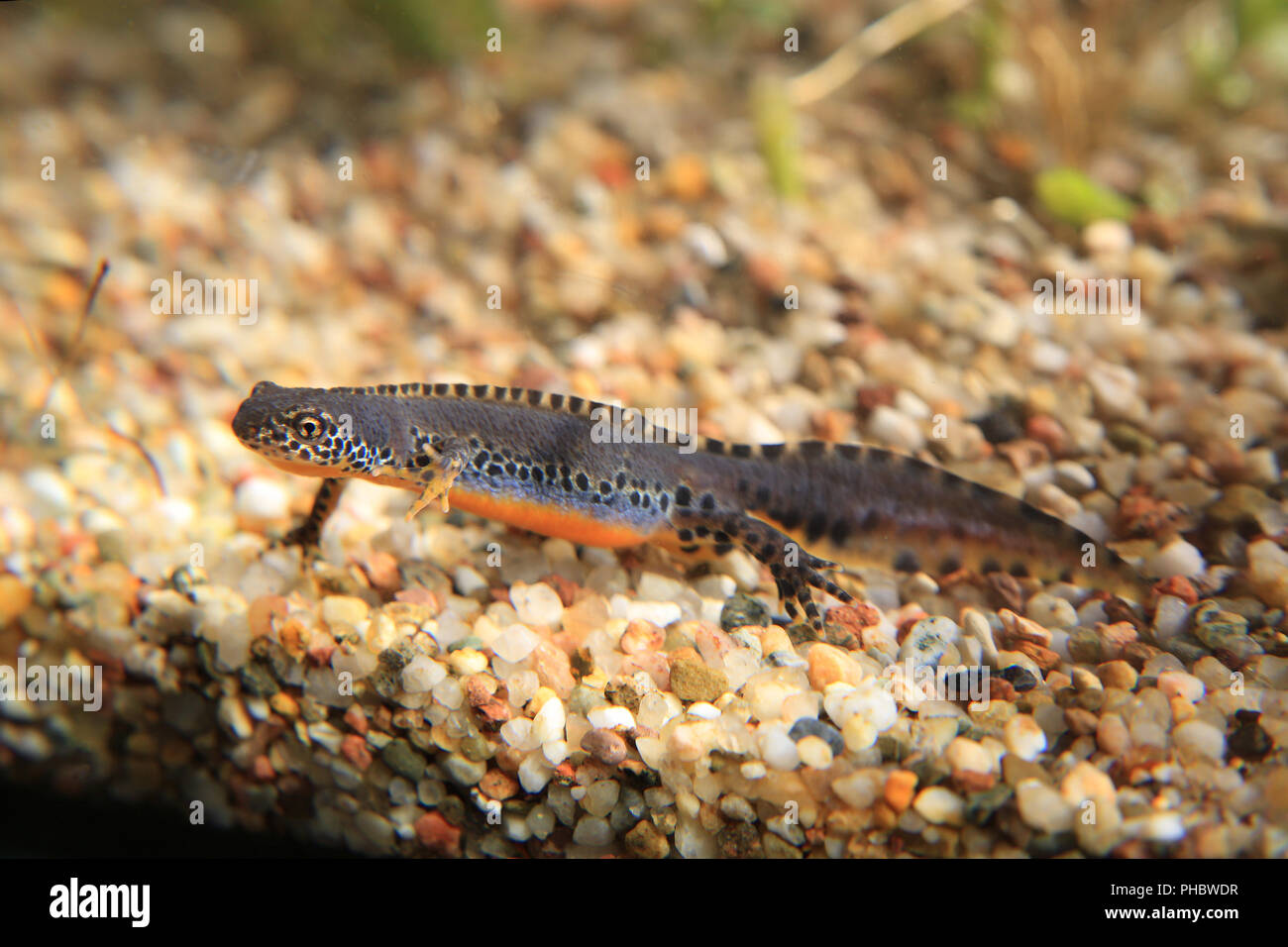 Männliche Bergmolch triturus alpestris, Stockfoto