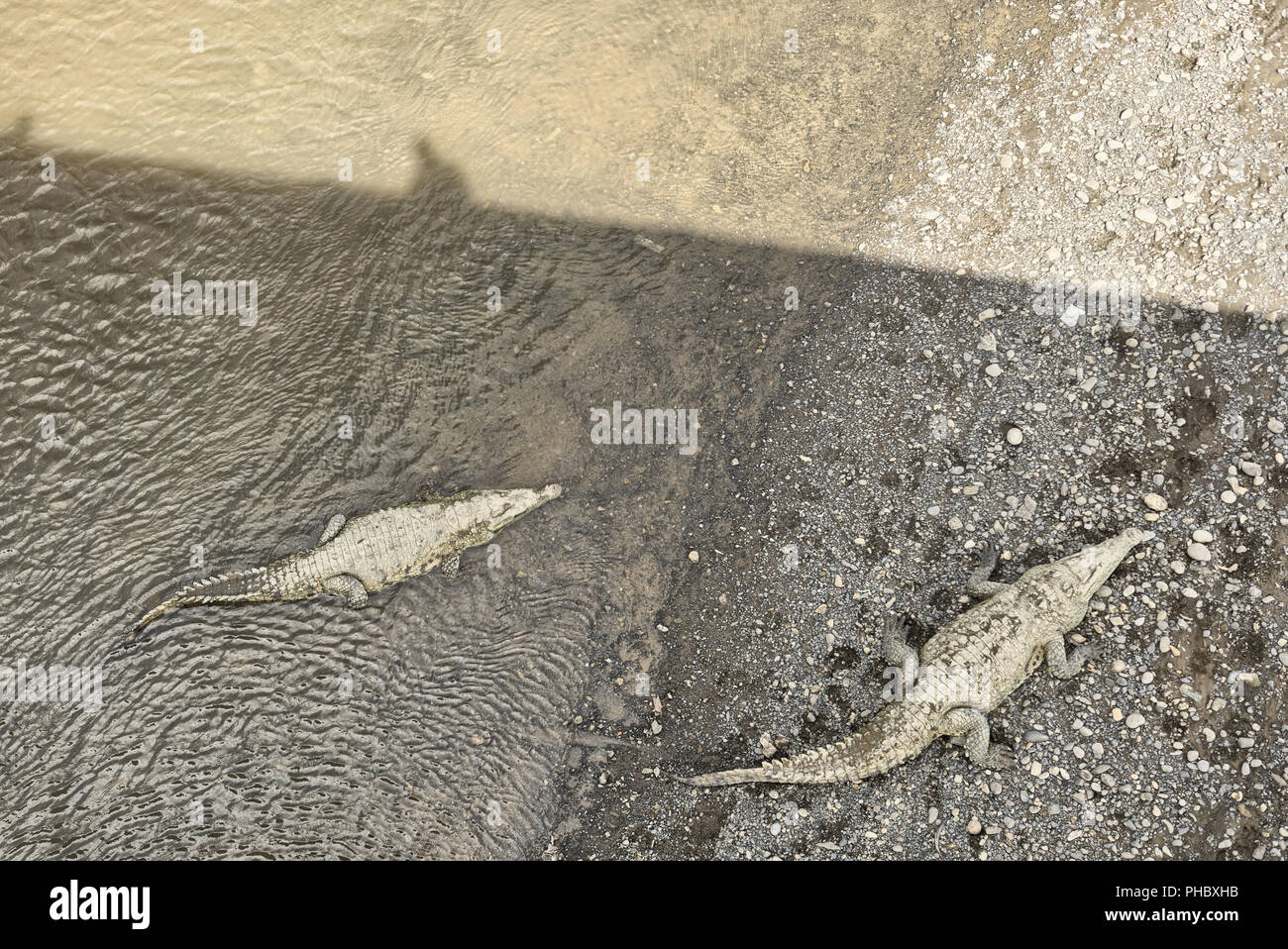 Amerikanische Krokodile, Costa Rica Stockfoto