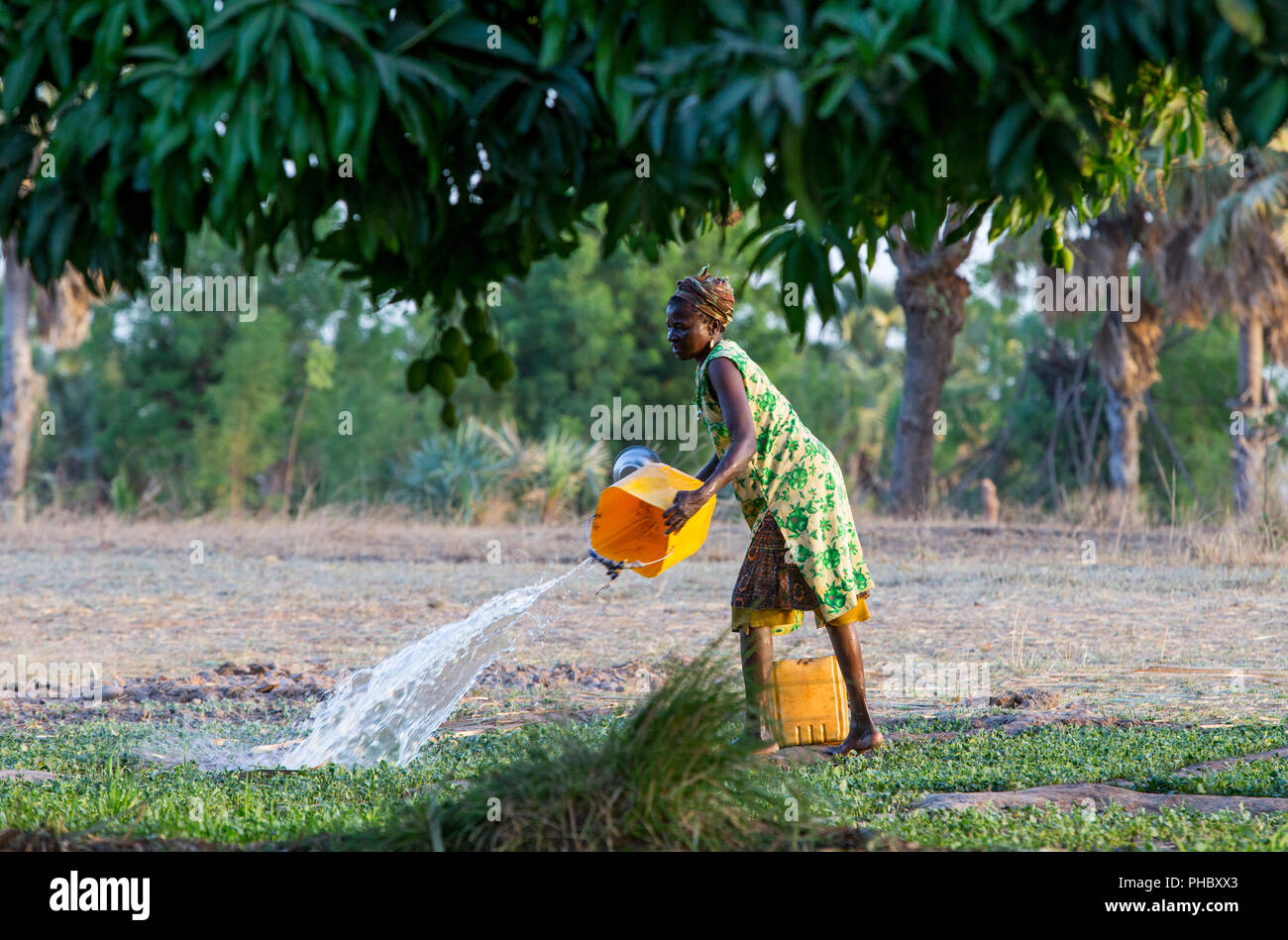 Mitglied des Frauen kooperative Bewässerung ein Feld in Karsome, Togo, Westafrika, Afrika Stockfoto