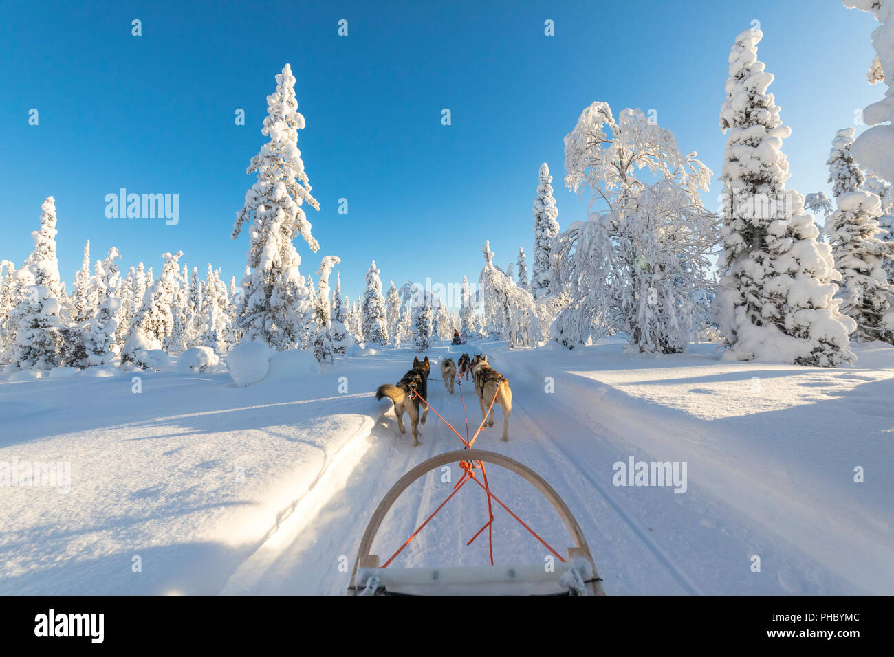 Hundeschlitten, Kuusamo, Österbotten region, Lappland, Finnland, Europa Stockfoto