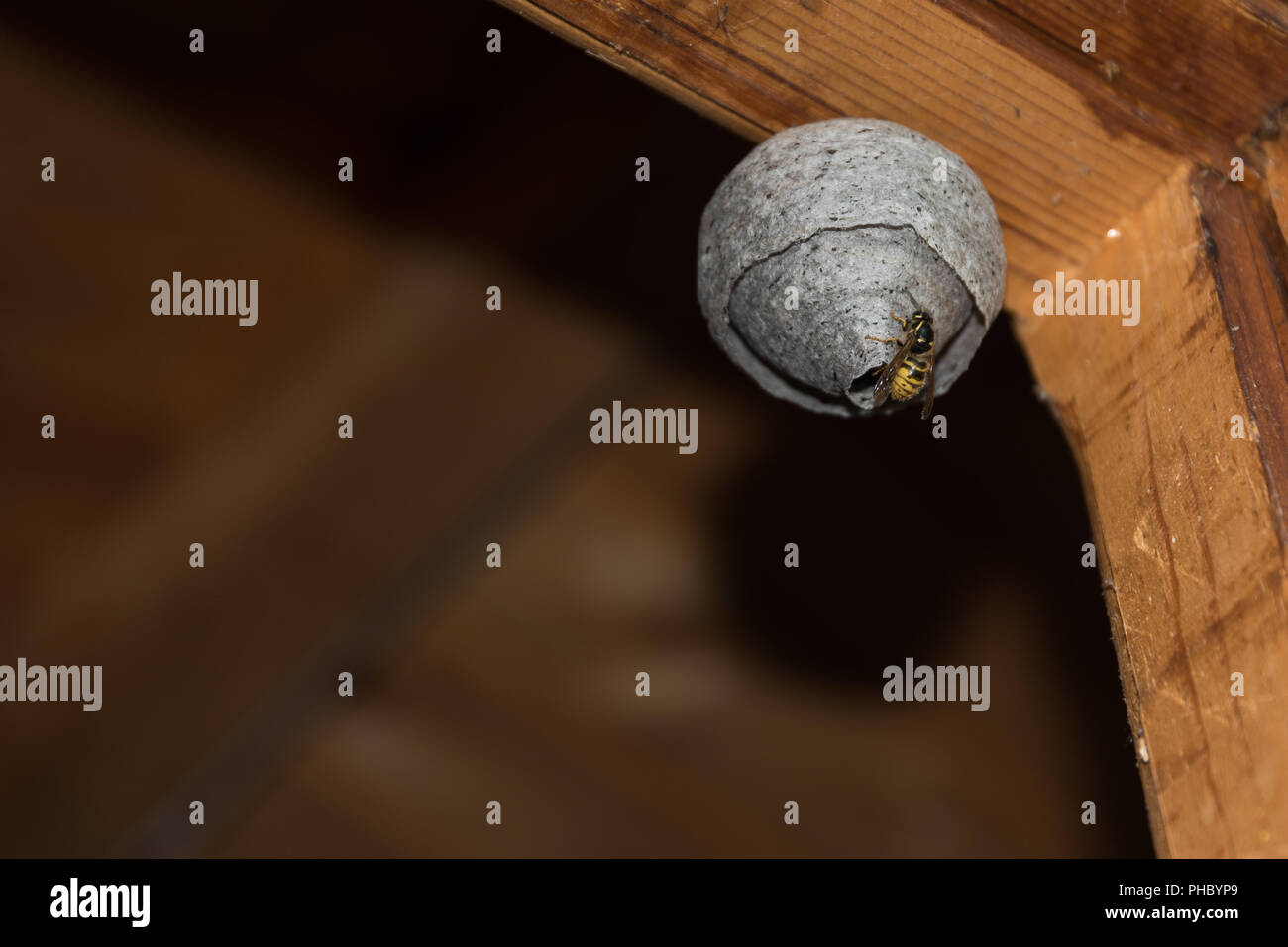Wasp am Insekt hotel Wespennest - close-up Stockfoto