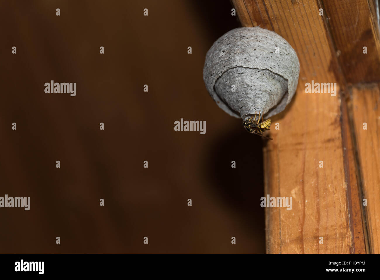 Wasp, die bei der Öffnung der Nest-up schließen Stockfoto