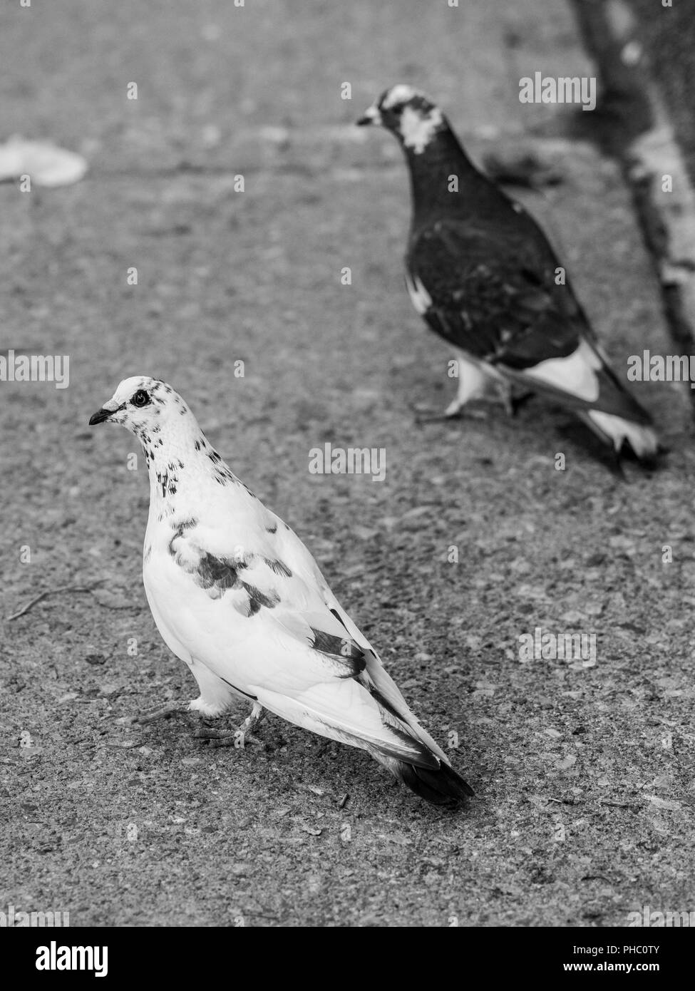 Zwei 2 Tauben zusammen gehen Tango in den Straßen von Montreal, Quebec, Kanada, B&W Stockfoto