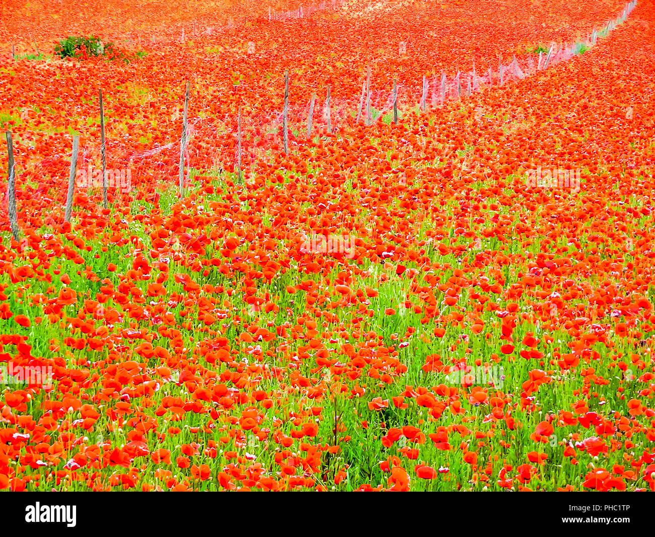 Rote Mohnfeld im Sommer mit Zaun in Norfolk, Großbritannien Stockfoto Rote Mohnfeld im Sommer mit Zaun in Norfolk, Großbritannien Stockfoto