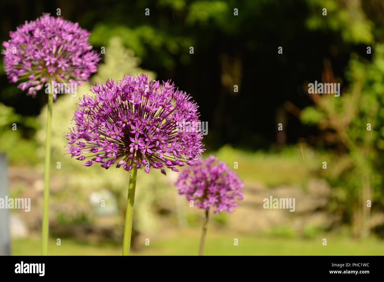 Lila blühender Riese Knoblauch Blume Kugel Knoblauch Stockfotografie