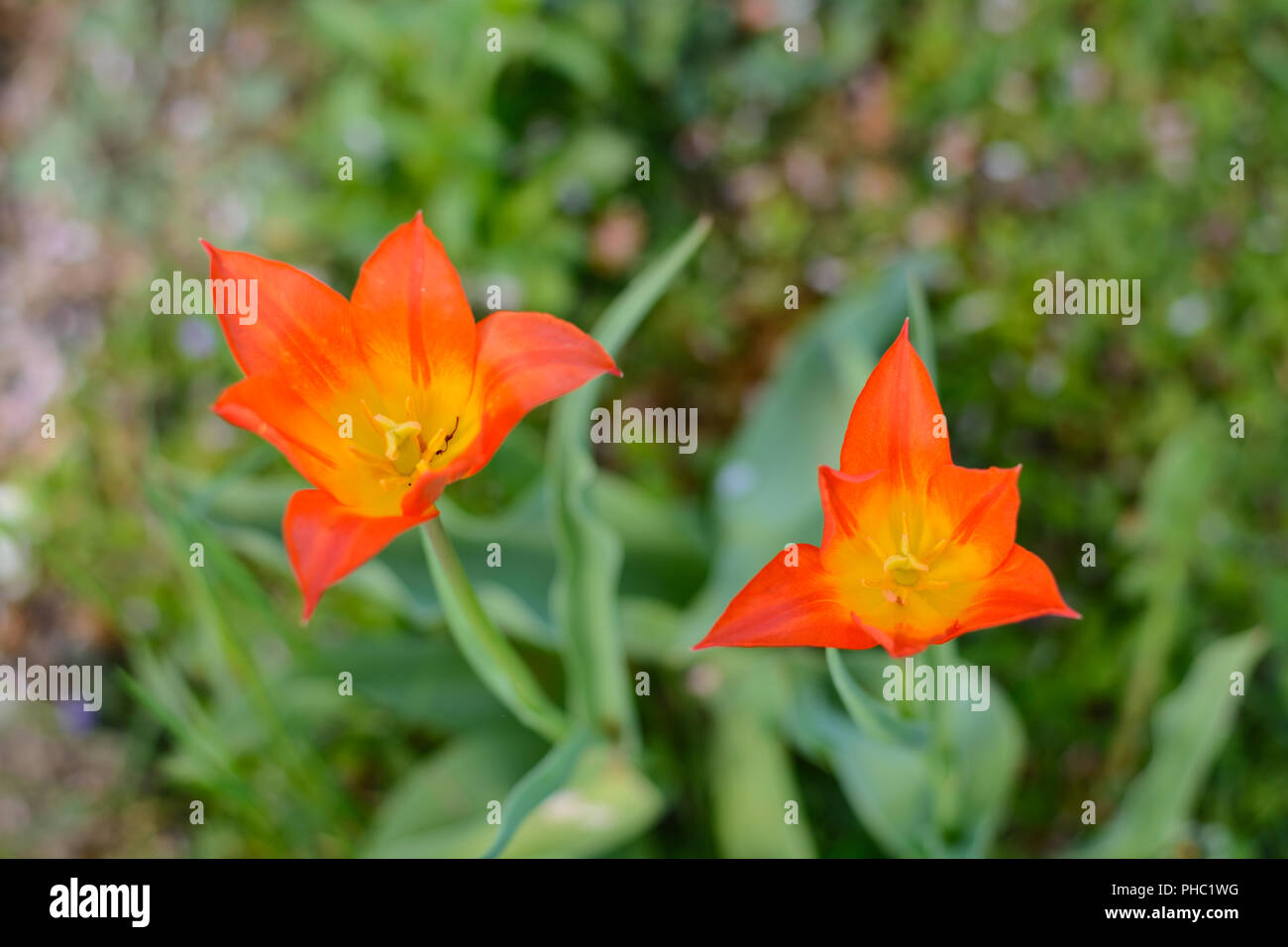 Rote Blüte lila Tulpen im Garten - Vogelperspektive Stockfoto