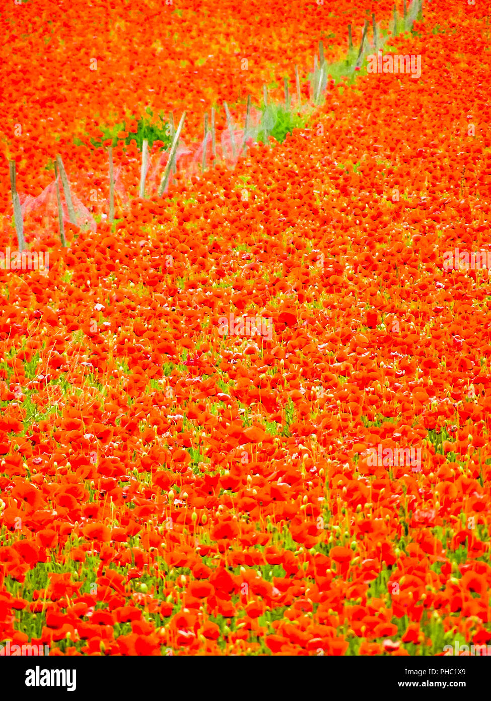 Rote Mohnfeld im Sommer mit Zaun in Norfolk, Großbritannien Stockfoto Rote Mohnfeld im Sommer mit Zaun in Norfolk, Großbritannien Stockfoto