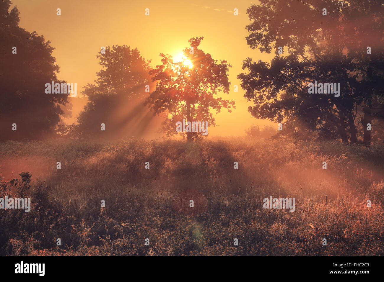 Morgen Licht. Herbst Natur. Herbst Hintergrund. Sonnenstrahlen auf der Wiese. Lebendige natürliche Kulisse. Stockfoto