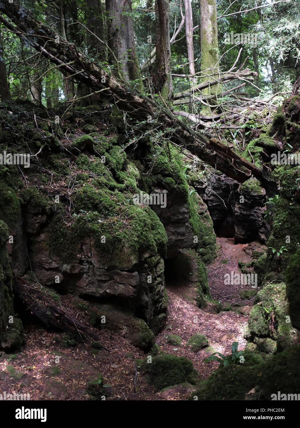 Wald Landschaften von Puzzlewood Stockfoto