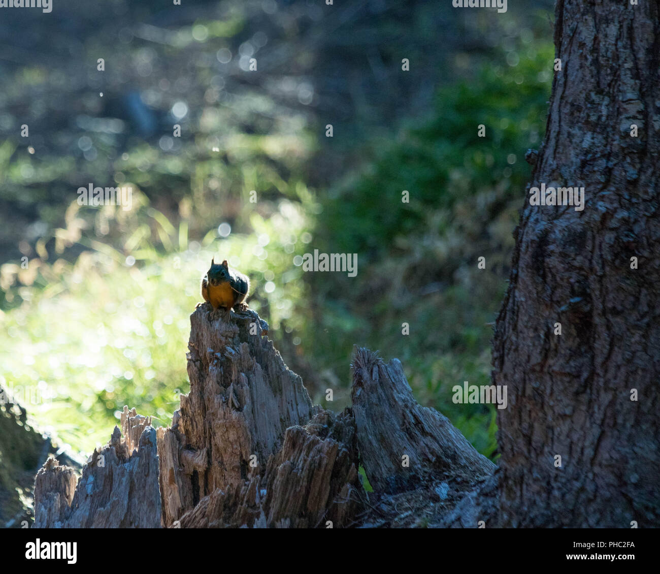 Eine weibliche Douglas Eichhörnchen verteidigt ihre Gebiet hoch in die Oregon Coast Range. Stockfoto