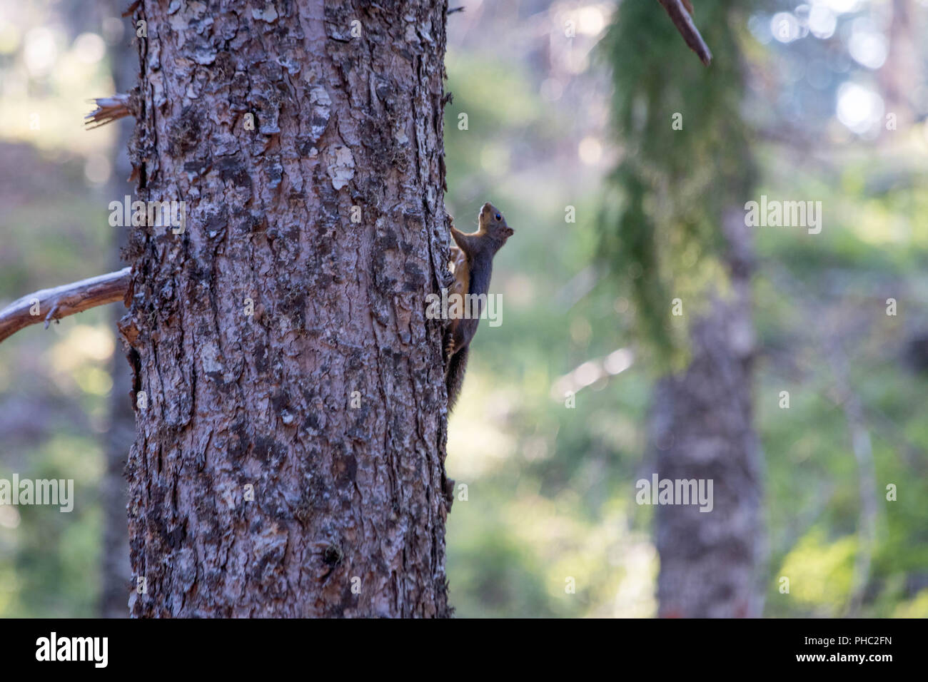 Eine weibliche Douglas Eichhörnchen verteidigt ihre Gebiet hoch in die Oregon Coast Range. Stockfoto
