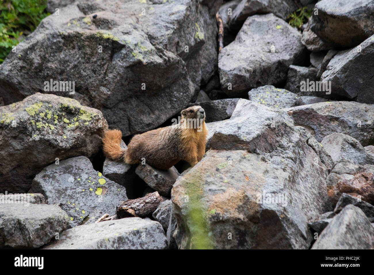 Eine große dominierende männliche yellow-bellied Marmot, bewahrt sein Territorium in Crater Lake, Nationalpark, Oregon Stockfoto