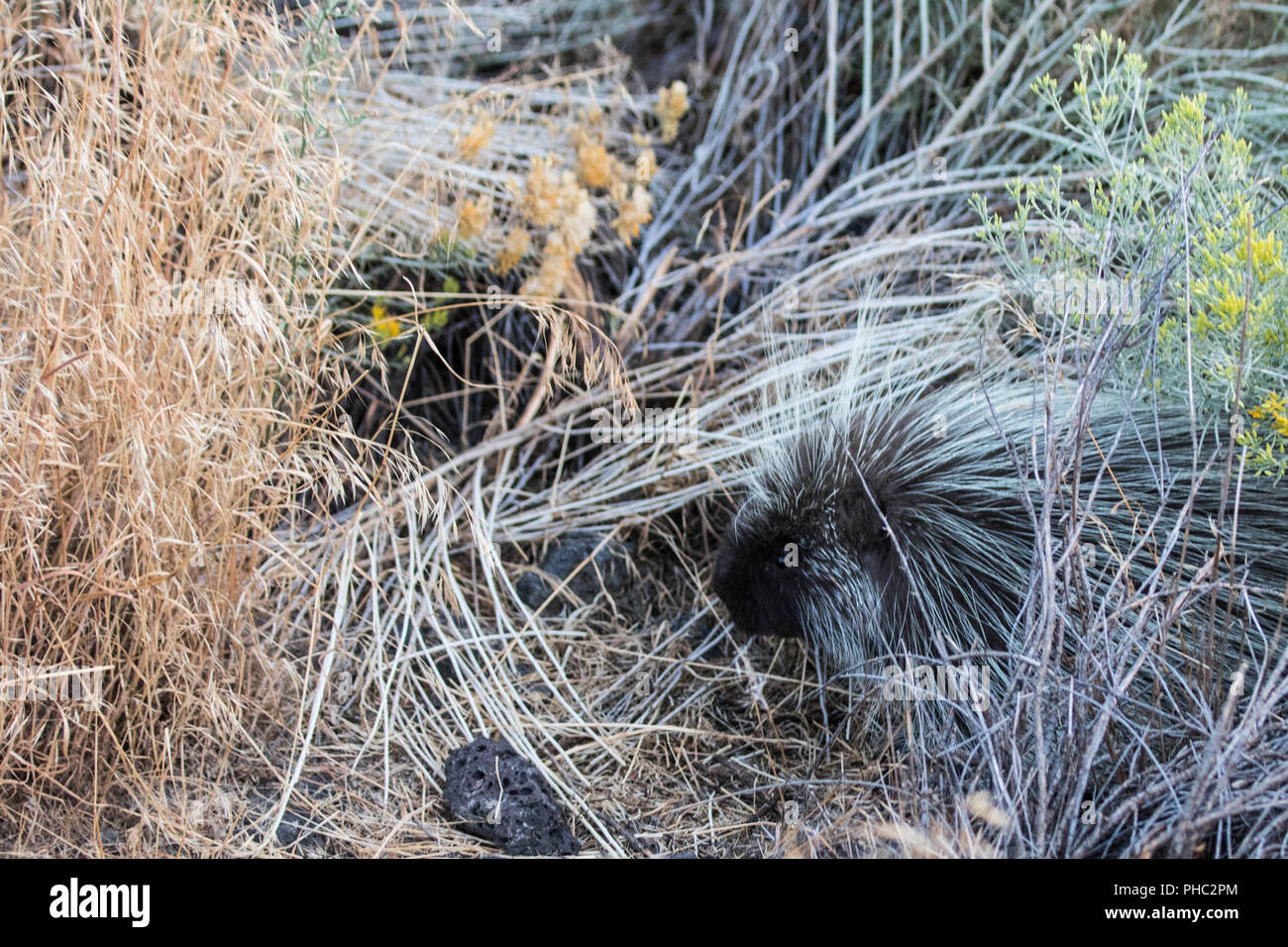 Eine junge Porcupine versucht, sich mit der hohen, trockenen Gras zu mischen. Stockfoto