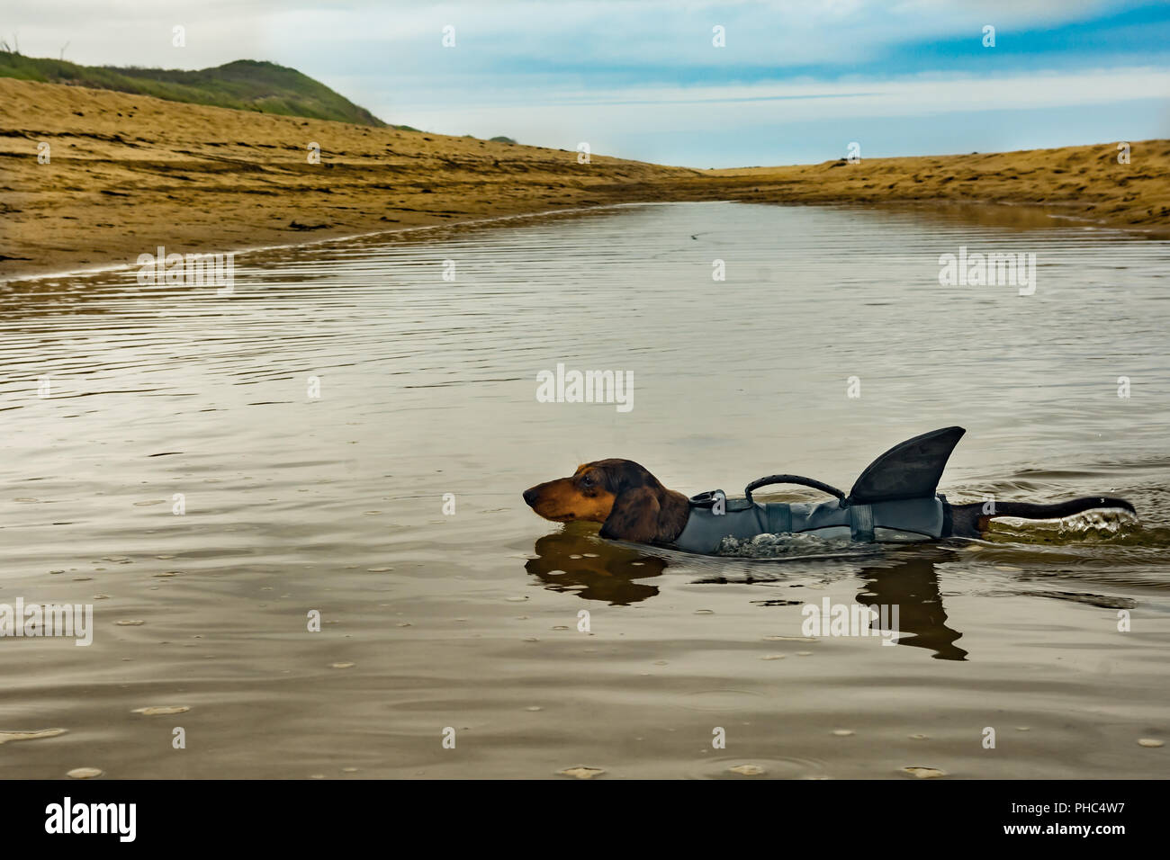 Dackel Welpen auf Cape Cod Strand Stockfoto