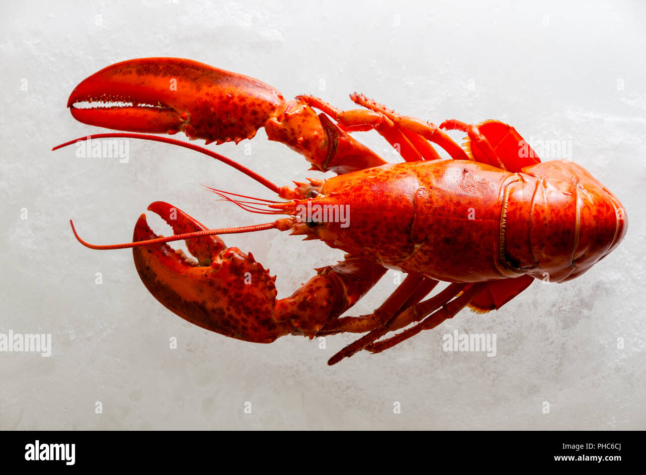 Ganzen roten Hummer auf Eis von oben bereit, wie ein gourmet Seafood Dinner serviert werden angesehen gekocht Stockfoto