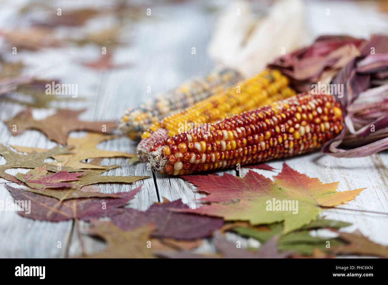 Herbst mais Hintergrund Stockfoto