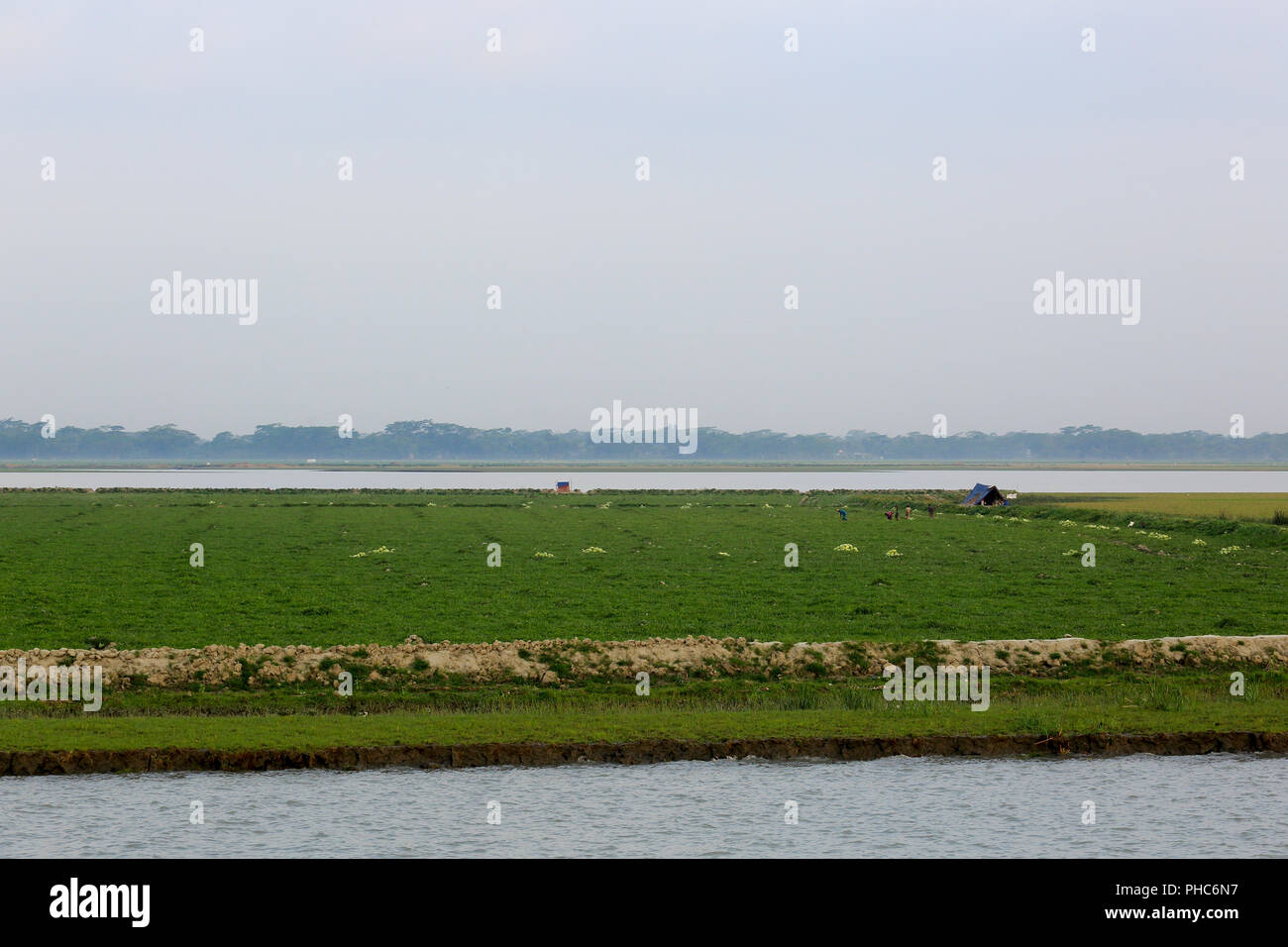 Landwirtschaftliches Feld auf der Bank von Tetulia River. Patuakhali, Bangladesch Stockfoto