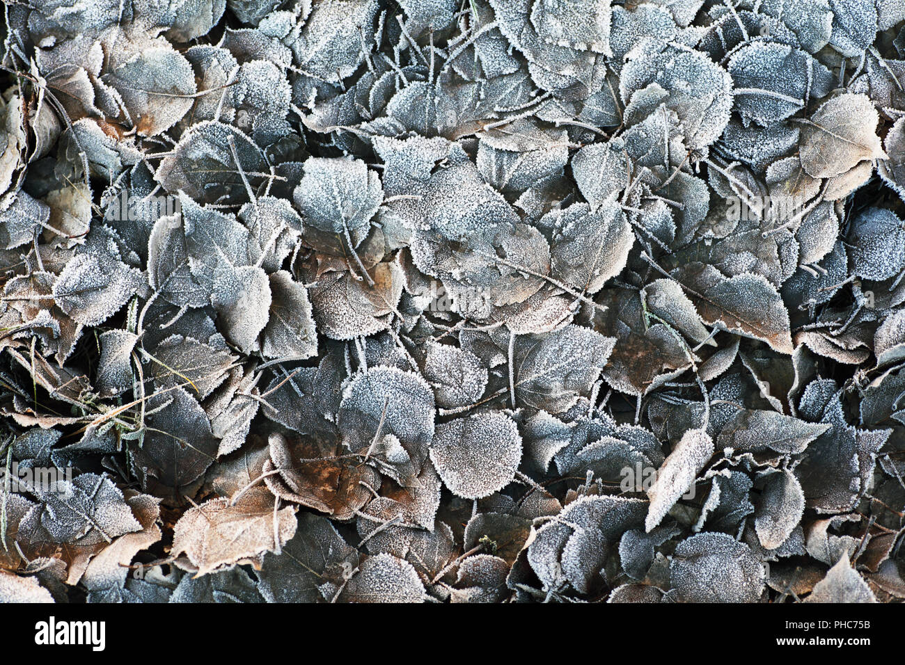 Close-up für trockene, braune Blätter Stockfoto