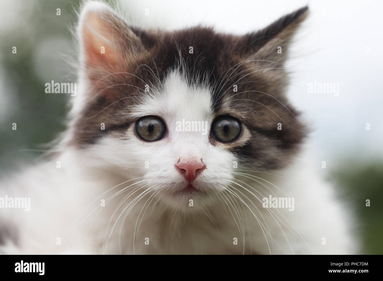 Sweet Kitty Blick an Kamera Stockfoto