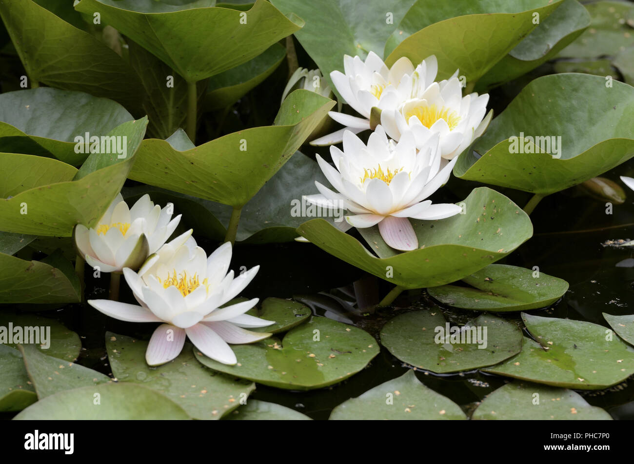 Die weißen Blüten der Seerosen Stockfoto