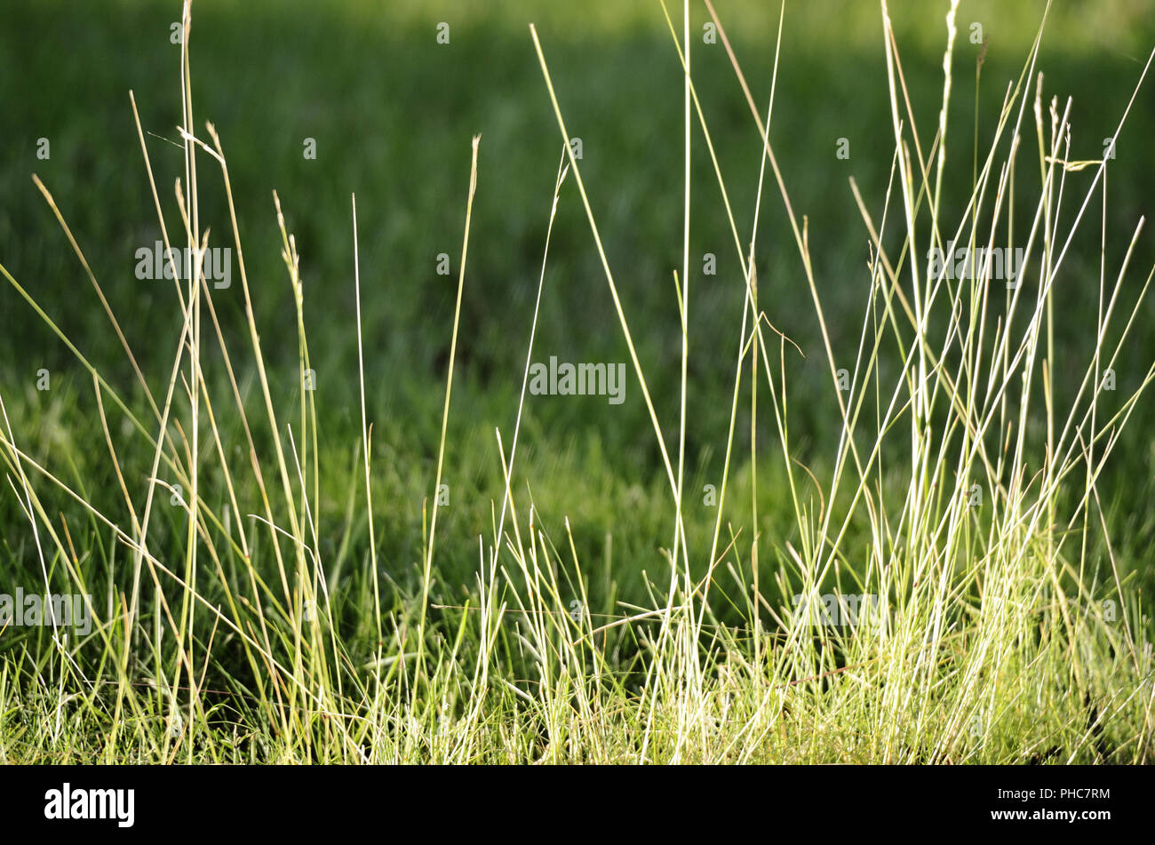 Grünen Gras im Sommer Stockfoto