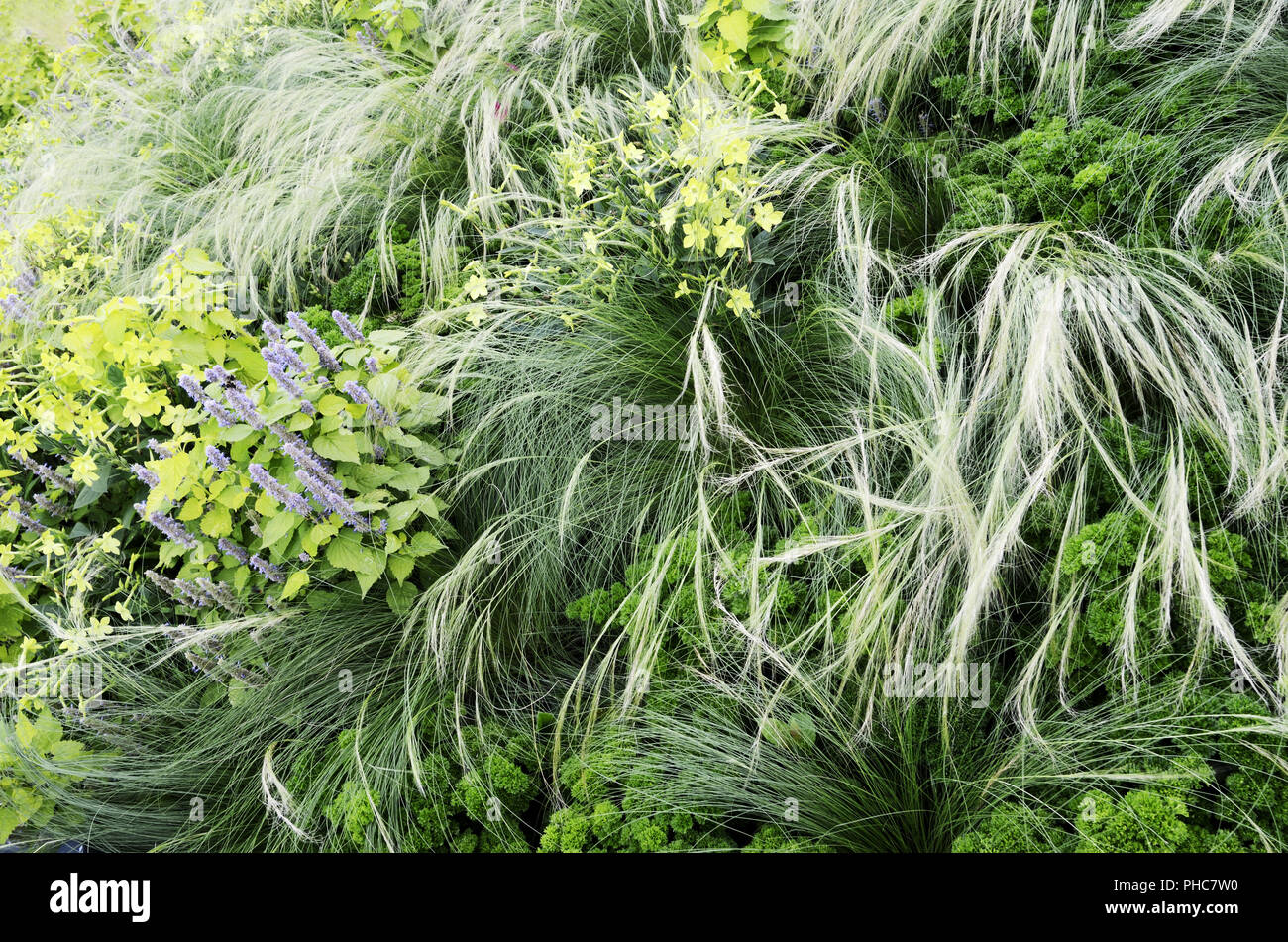Floral background, Garten Beet mit Blumen und Gras Stockfoto
