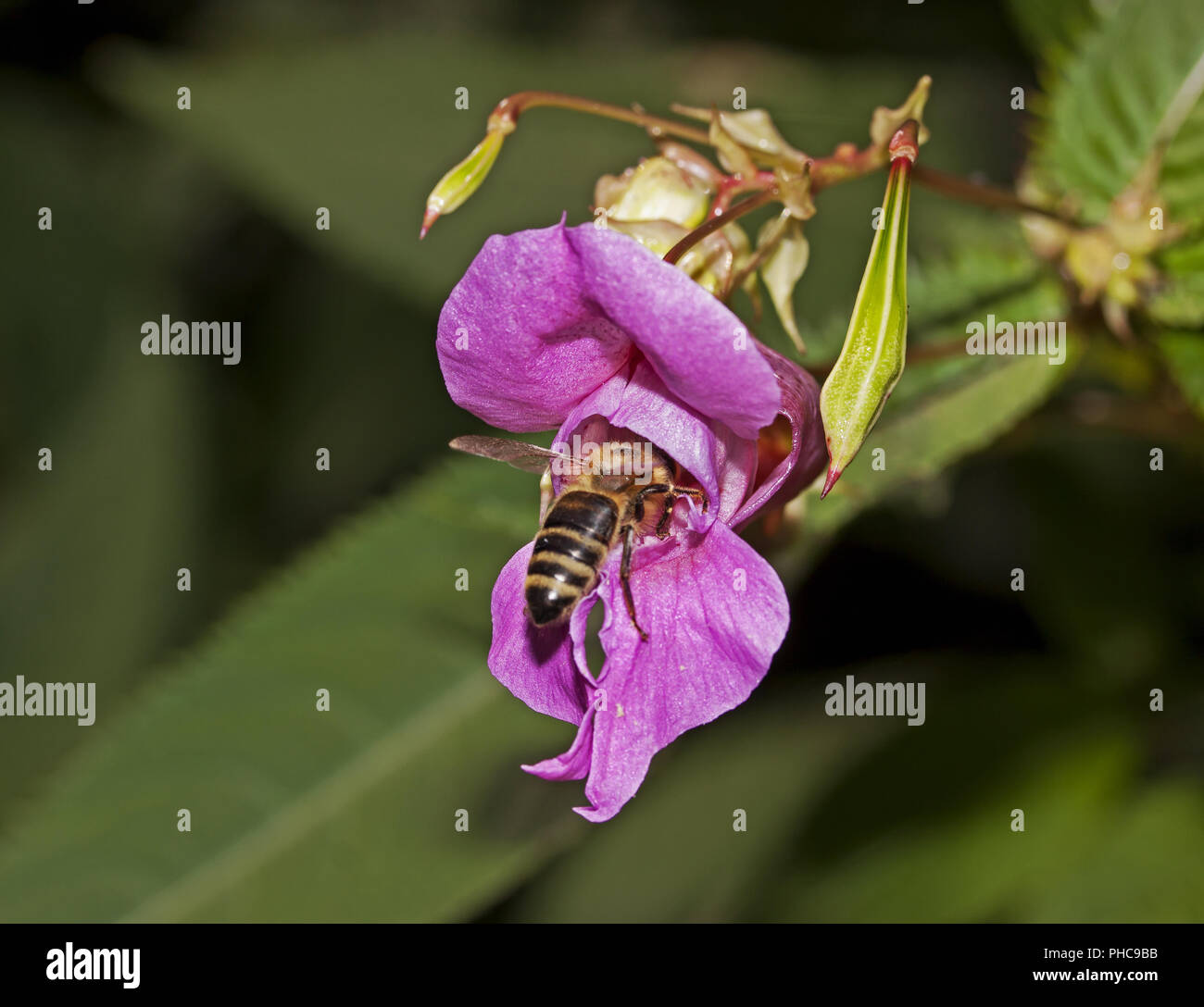 Bee-bums Impatiens glandulifera Stockfoto