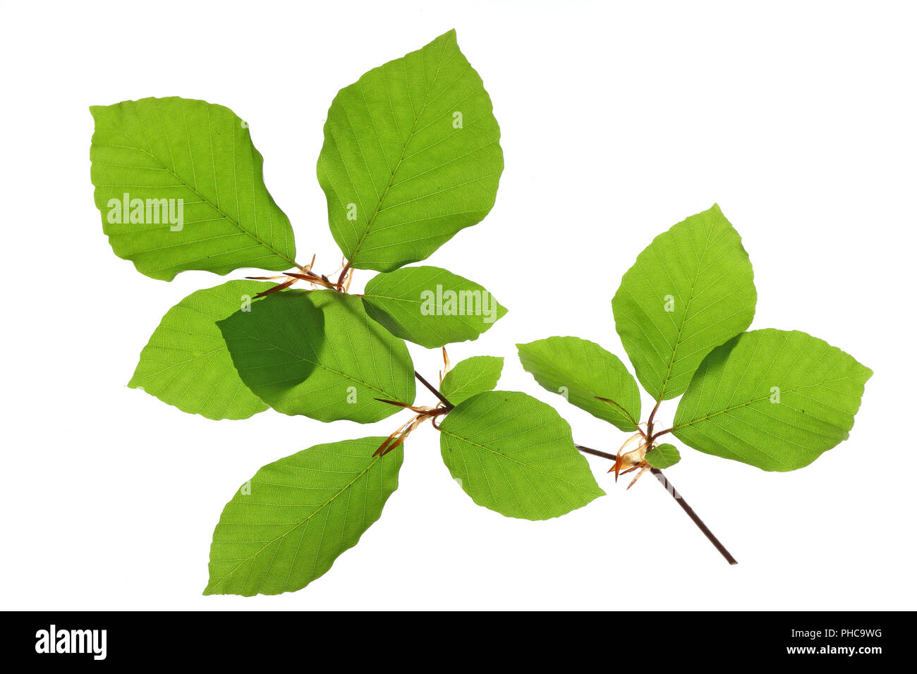 Die Buche (Fagus sylvatica) Stockfoto