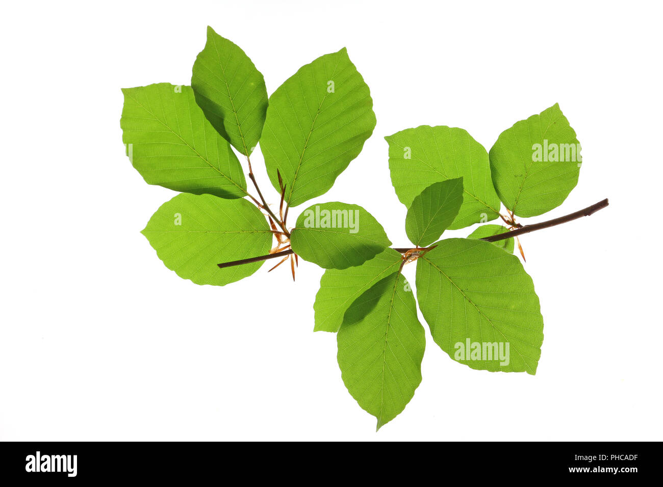 Die Buche (Fagus sylvatica) Stockfoto