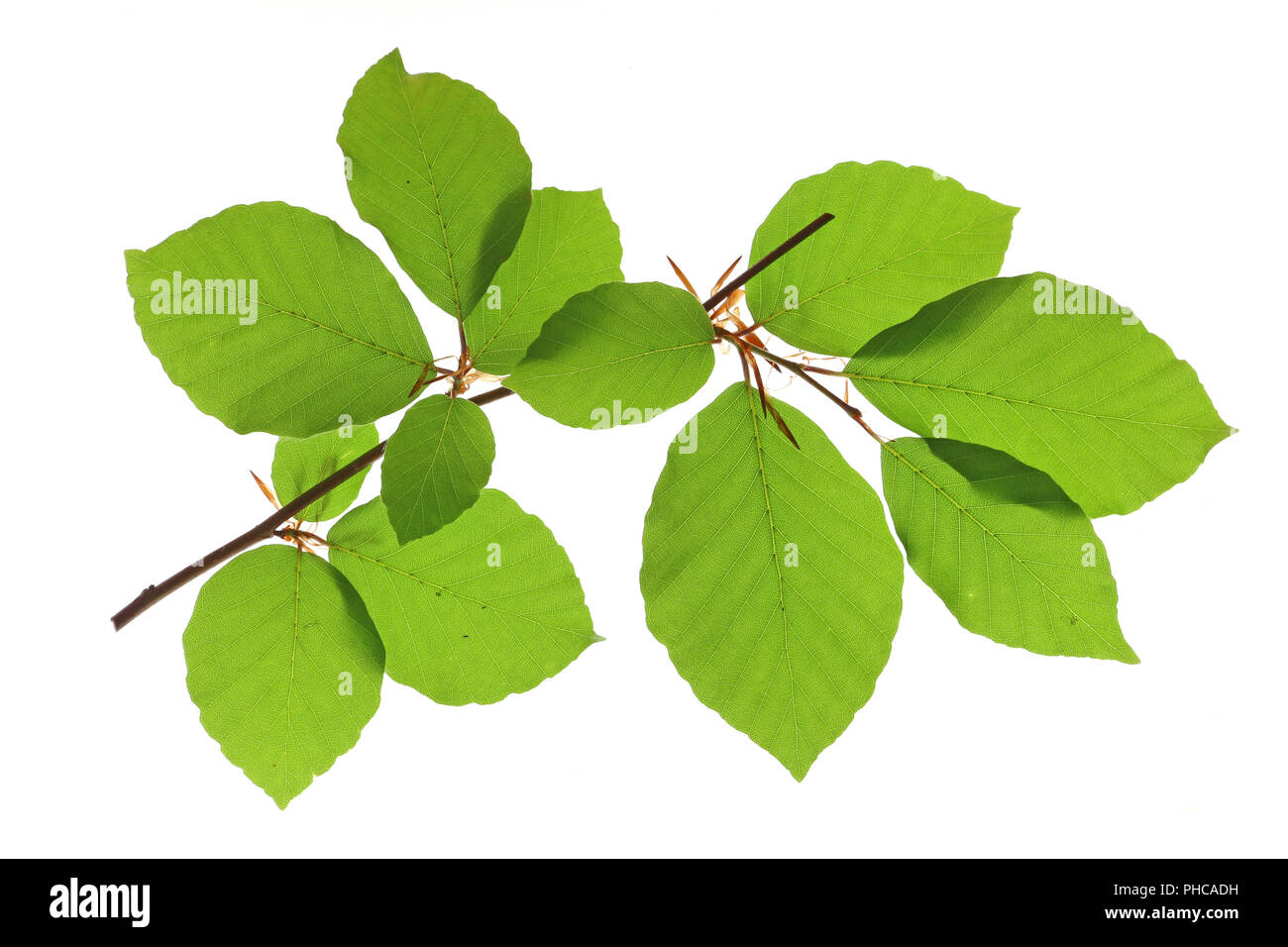 Die Buche (Fagus sylvatica) Stockfoto